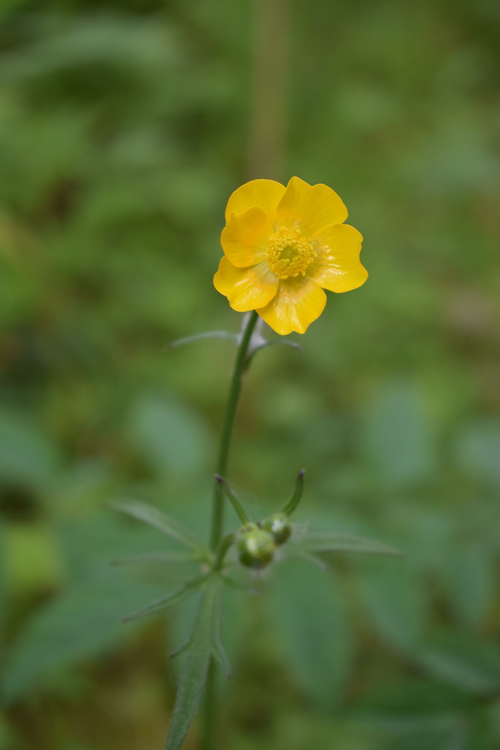 Nikon D3300 sample photo. Yellow, flower, wildflower photography