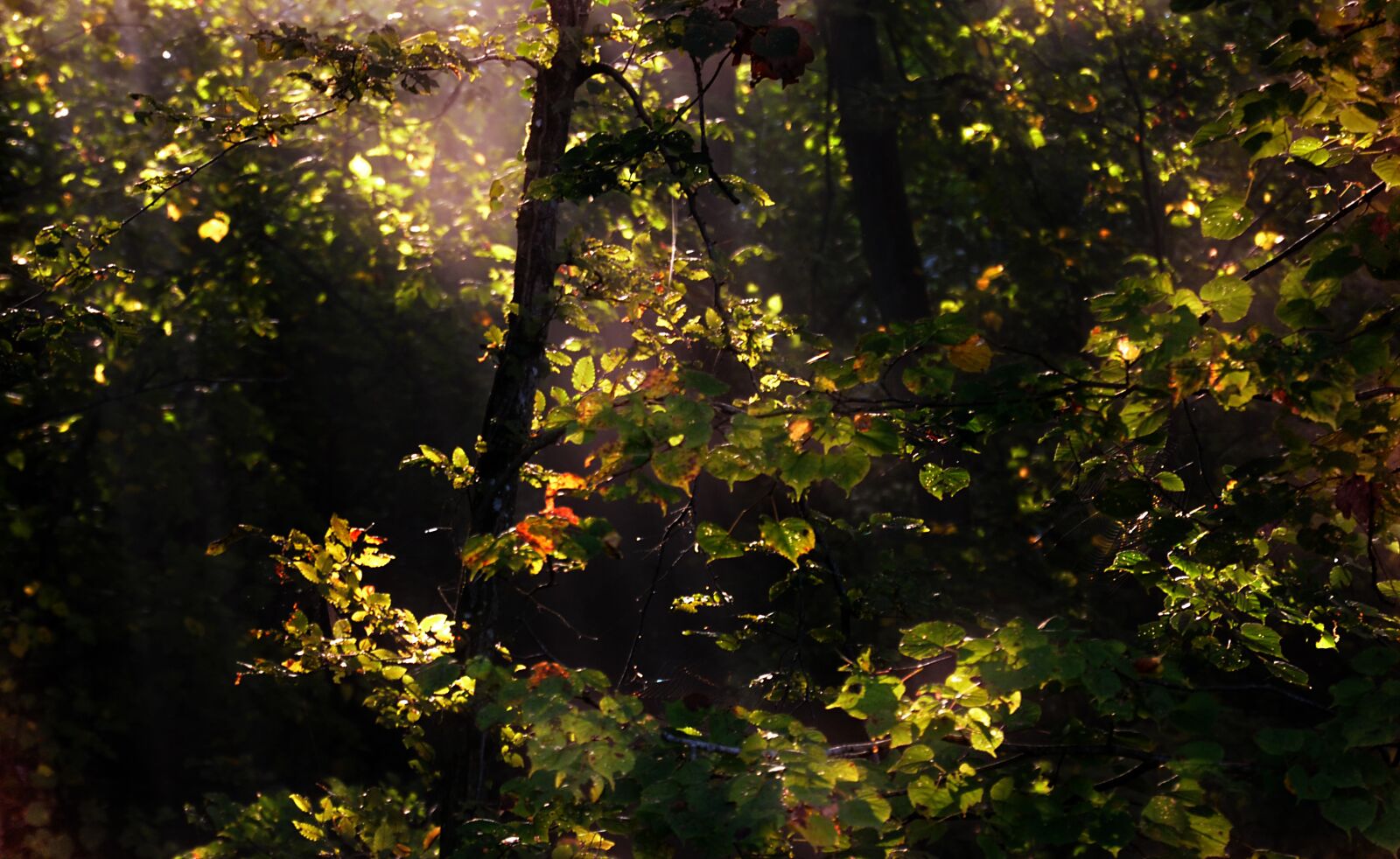 Nikon D5100 sample photo. Forest, nature, landscape photography