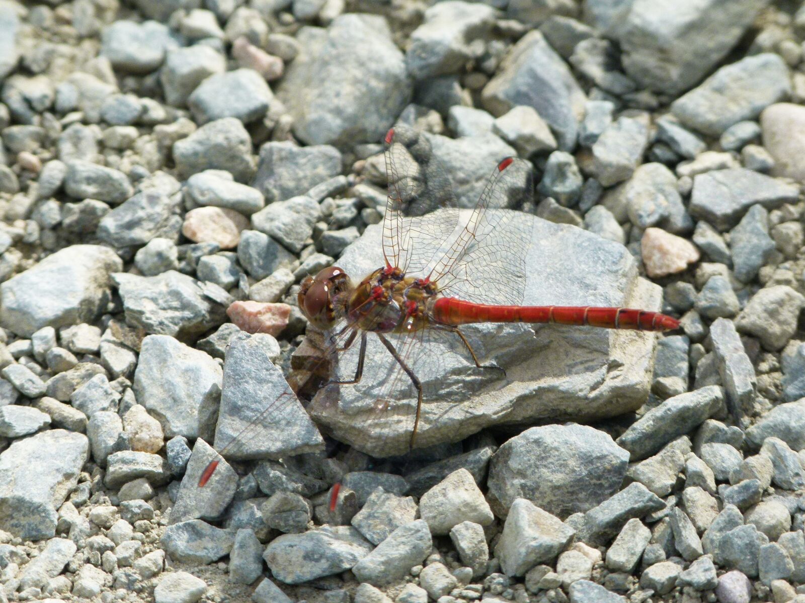 Leica V-Lux 2 sample photo. Red dragonfly, stones, winged photography
