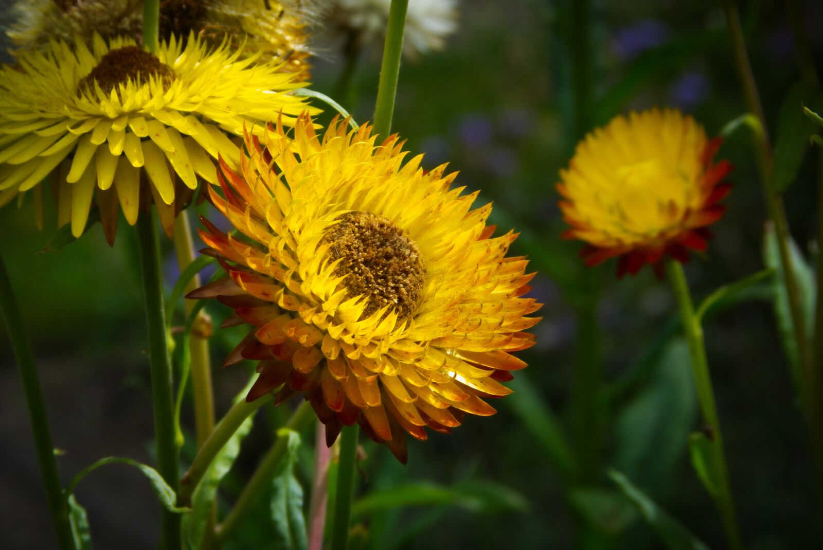 Panasonic Lumix DMC-FZ40 (Lumix DMC-FZ45) sample photo. Straw flowers, flowers, yellow photography