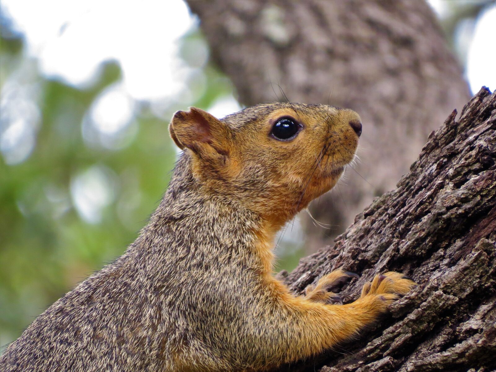 Canon PowerShot SX50 HS sample photo. Squirrel, wildlife, brown photography