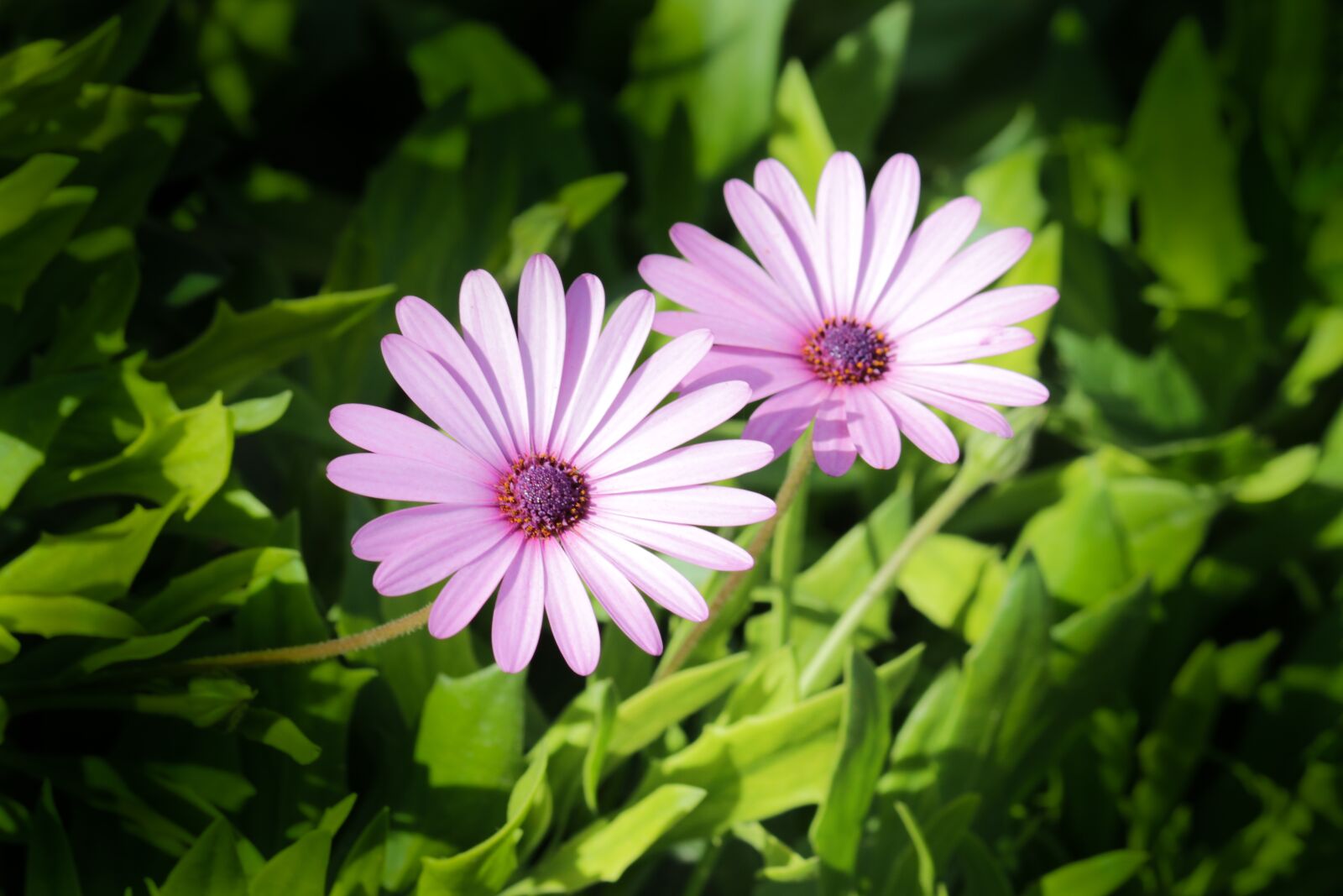 Canon EF-S 55-250mm F4-5.6 IS II sample photo. Plant, flower, pink photography