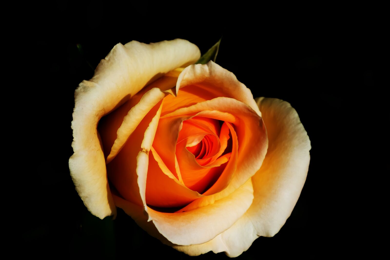 Canon EOS 7D Mark II sample photo. Rose, white, blossom photography