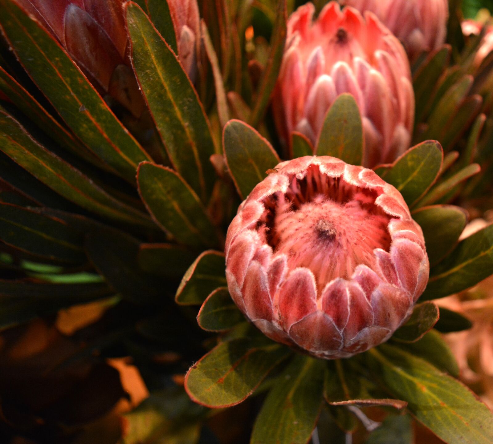 Nikon D5200 sample photo. Proteas, flowers, exotic photography