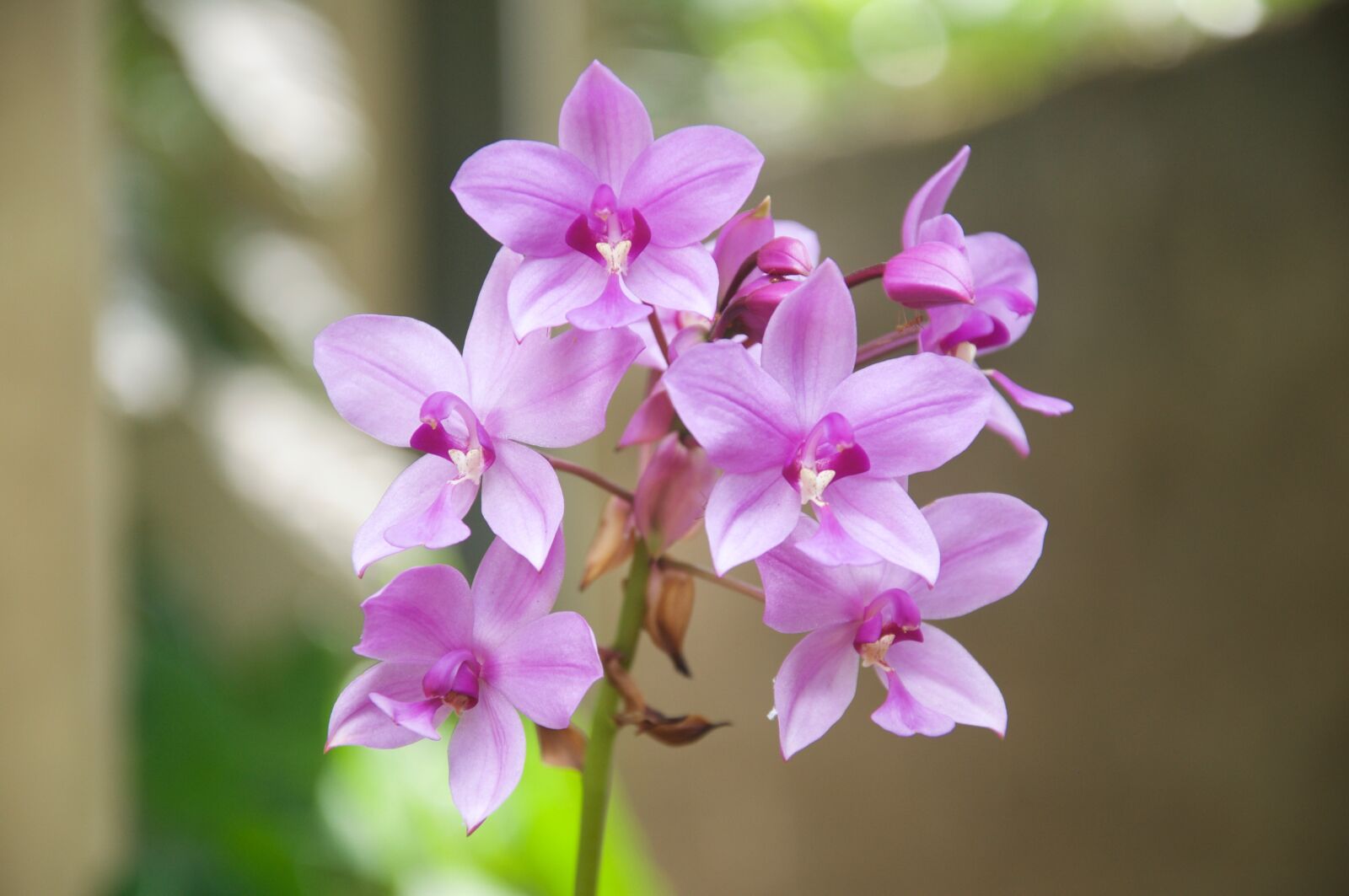 Nikon D90 sample photo. Flower, nature, flora photography