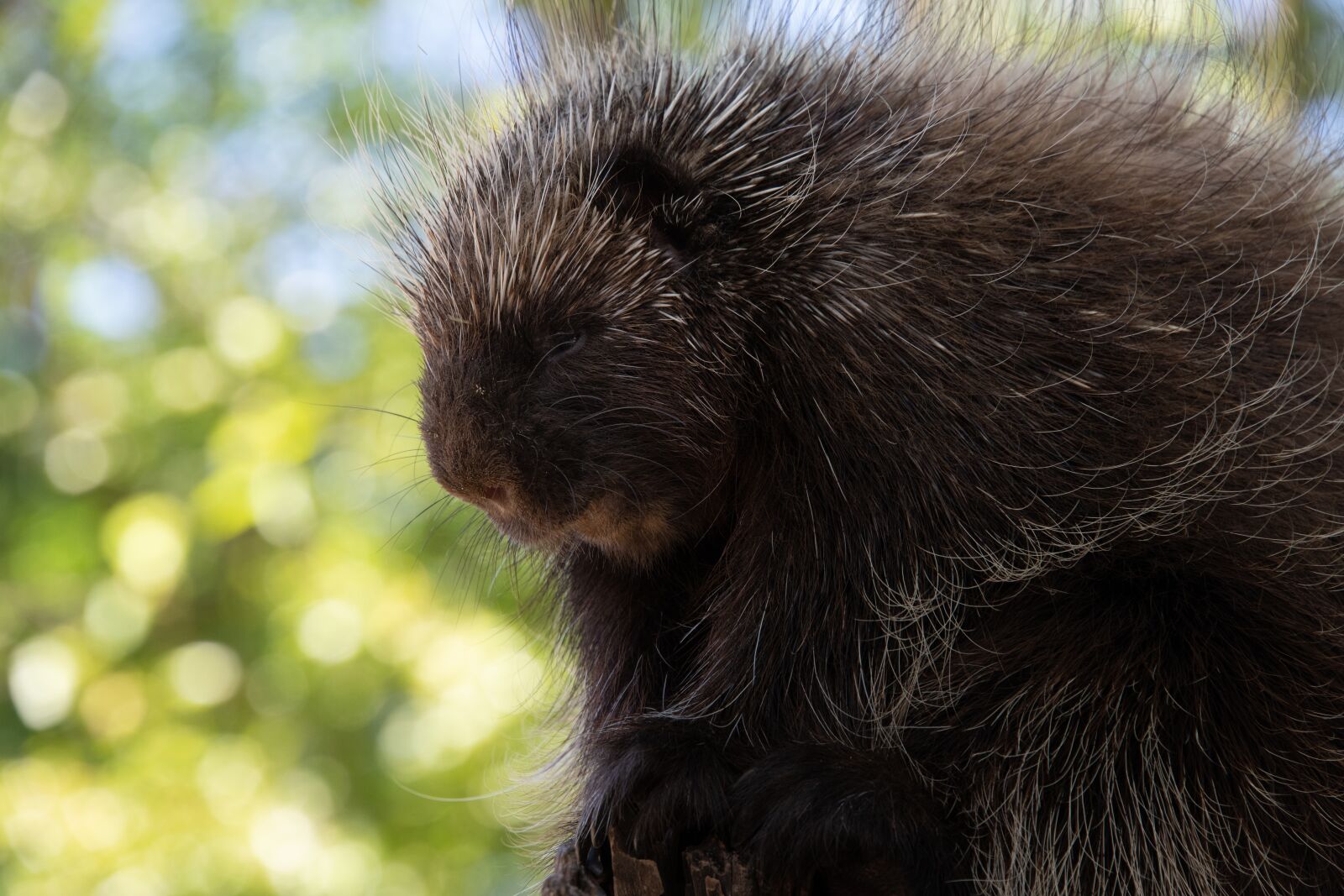 Nikon D850 sample photo. Porcupine, animal, zoo photography