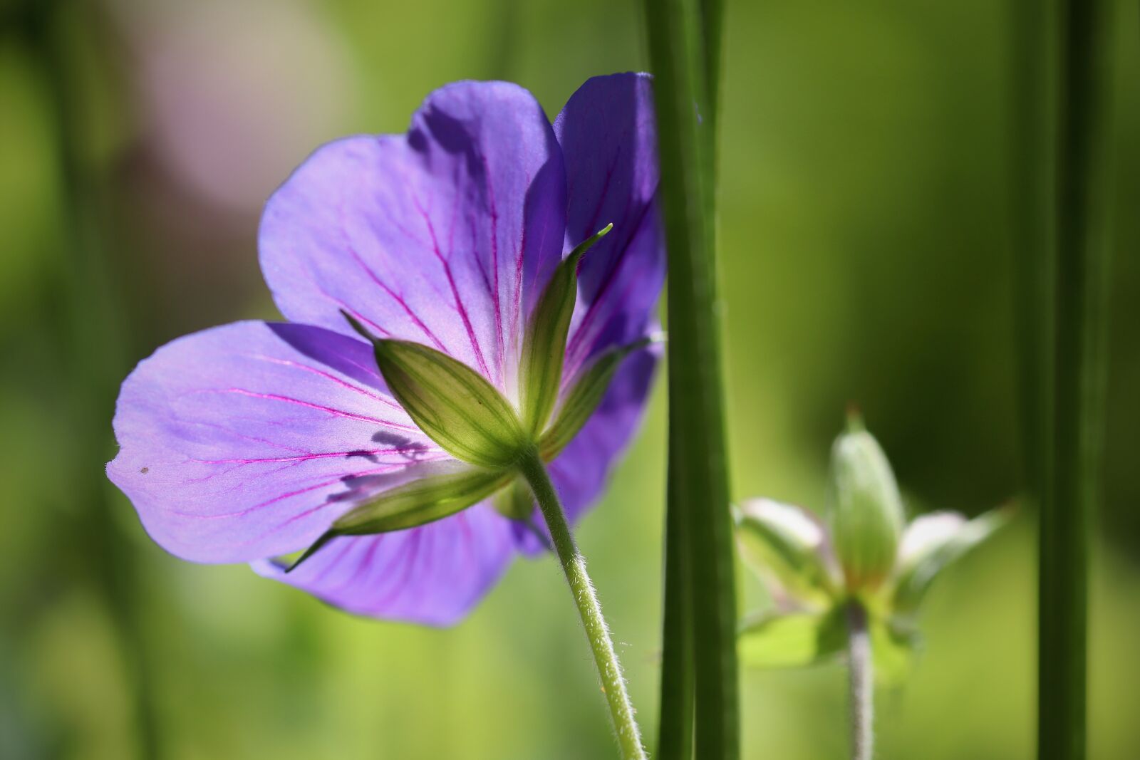 Canon EOS 800D (EOS Rebel T7i / EOS Kiss X9i) + Canon EF 100mm F2.8L Macro IS USM sample photo. Cranesbill, geranium, purple photography