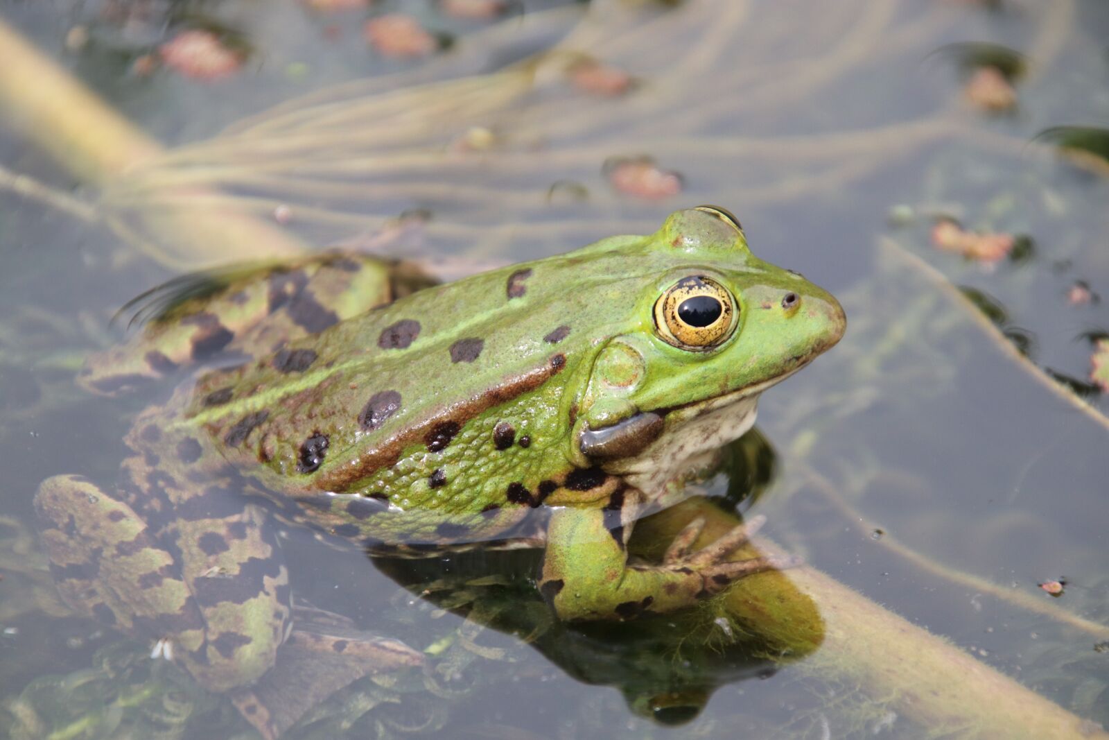Canon EOS 800D (EOS Rebel T7i / EOS Kiss X9i) sample photo. Frog, amphibians, animals photography