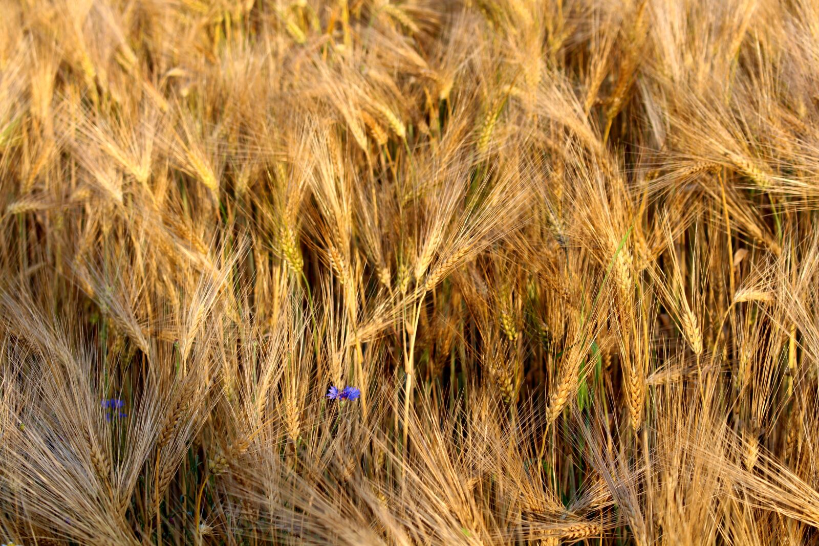 Canon EOS 700D (EOS Rebel T5i / EOS Kiss X7i) sample photo. Rye, cereals, nature photography