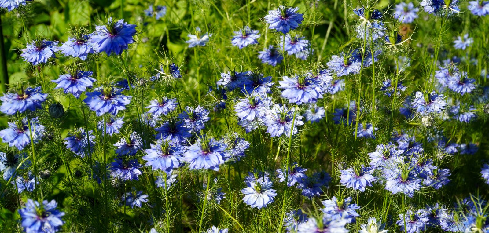Sony E PZ 18-105mm F4 G OSS sample photo. Virgin in the green photography