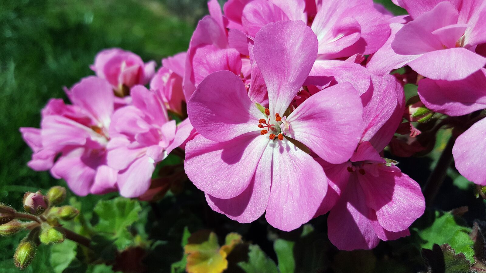 Samsung Galaxy S6 sample photo. Pink geranium, geranium flower photography