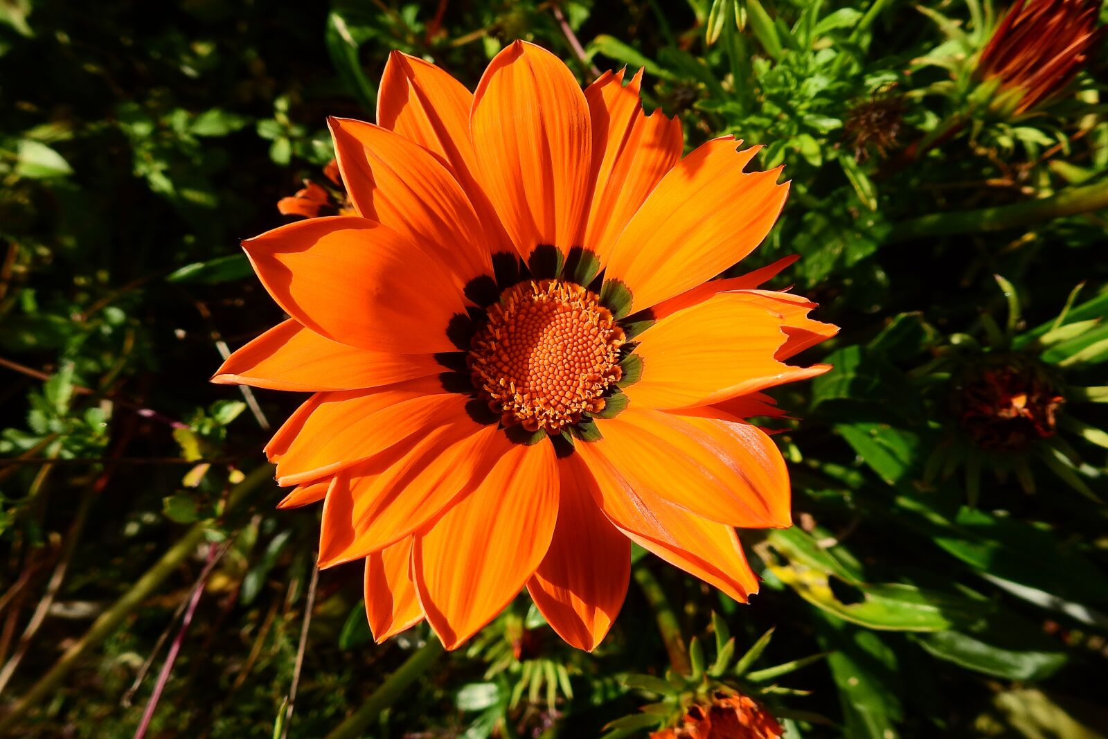 Nikon Coolpix P900 sample photo. Flower orange, beauty, plant photography