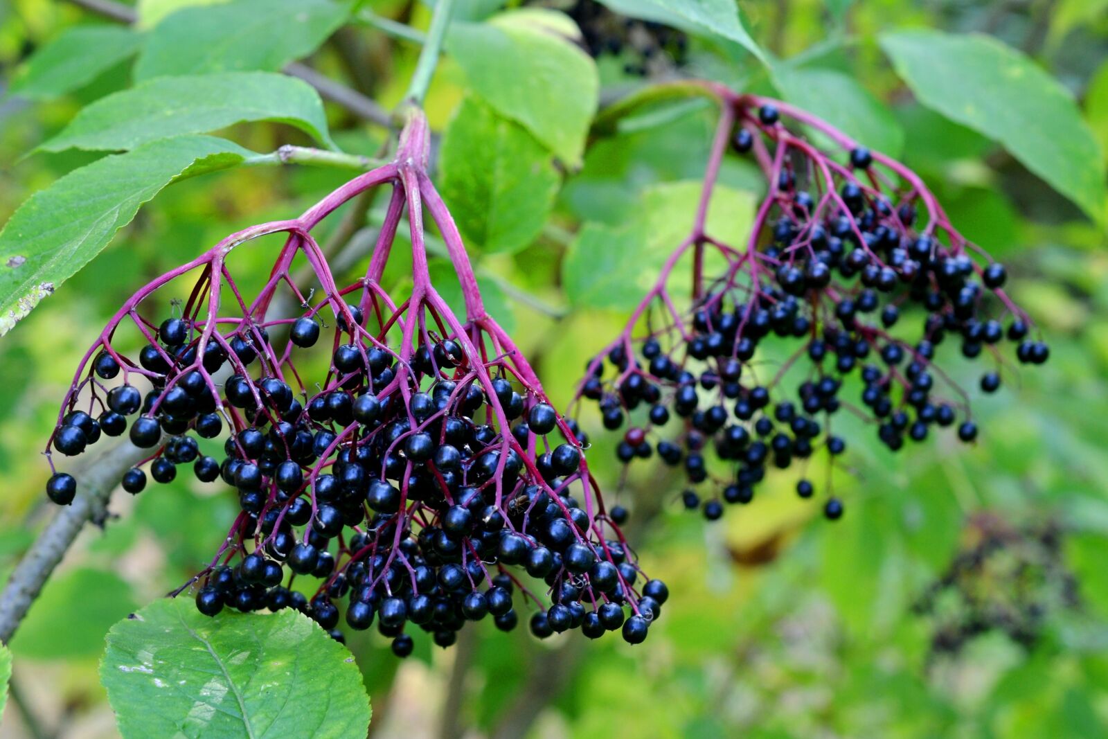 Nikon D3100 sample photo. Elder, elderberries, sambucus nigra photography