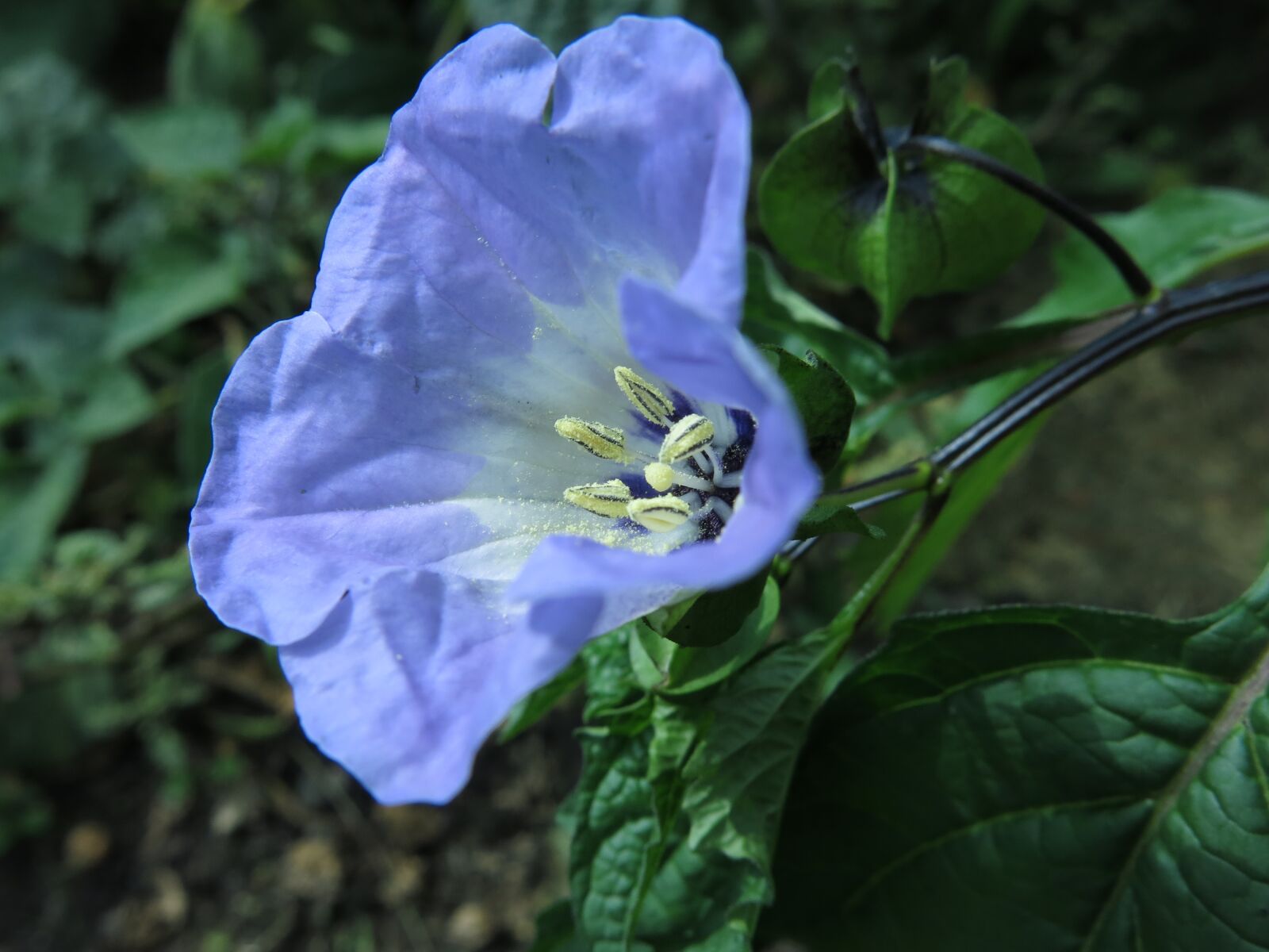 Canon PowerShot G15 sample photo. Blue lantern flower, poison photography
