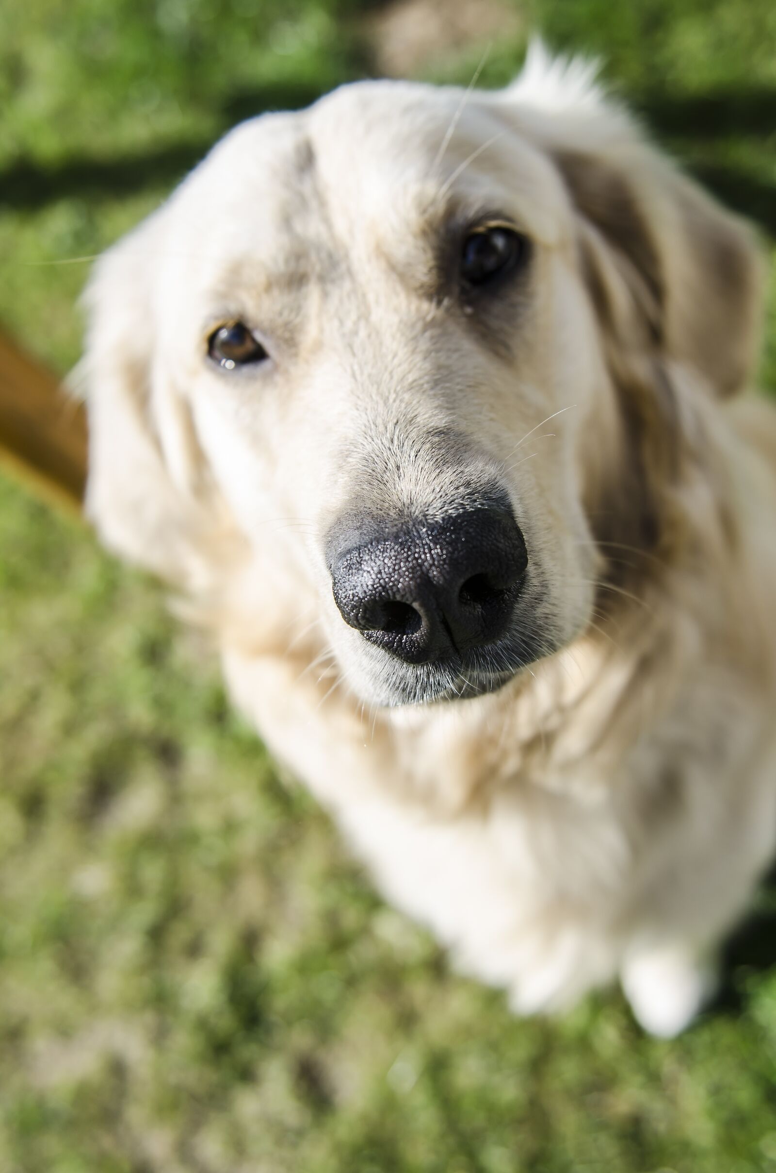 Nikon D7000 sample photo. Golden, golden retriever, futrzak photography