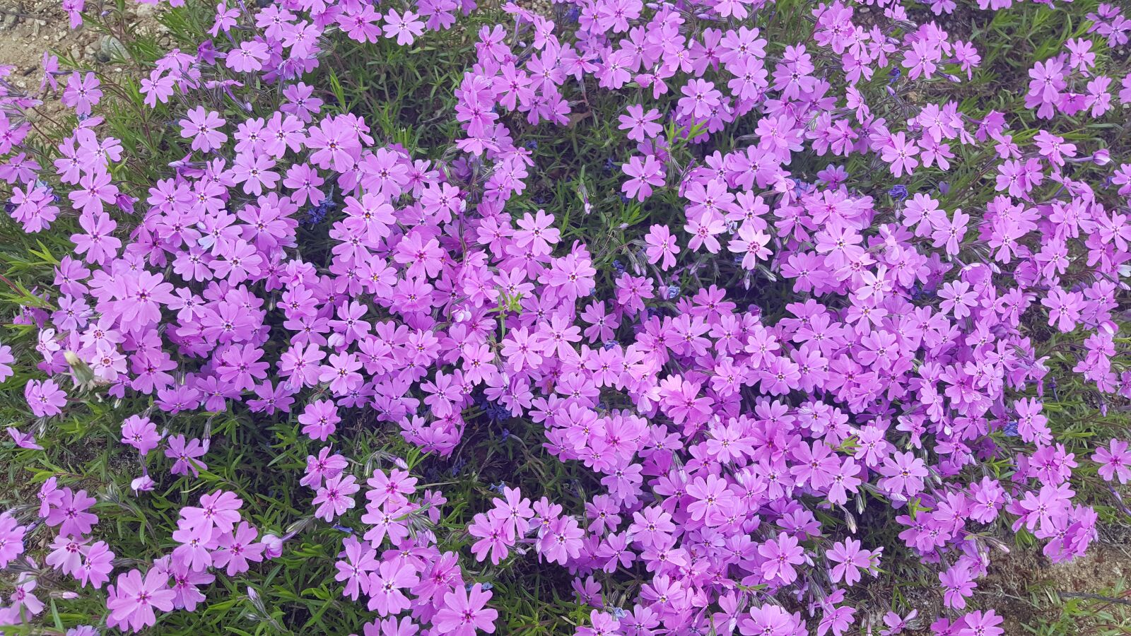 Samsung Galaxy Note5 sample photo. Flower grass, spring, flowers photography