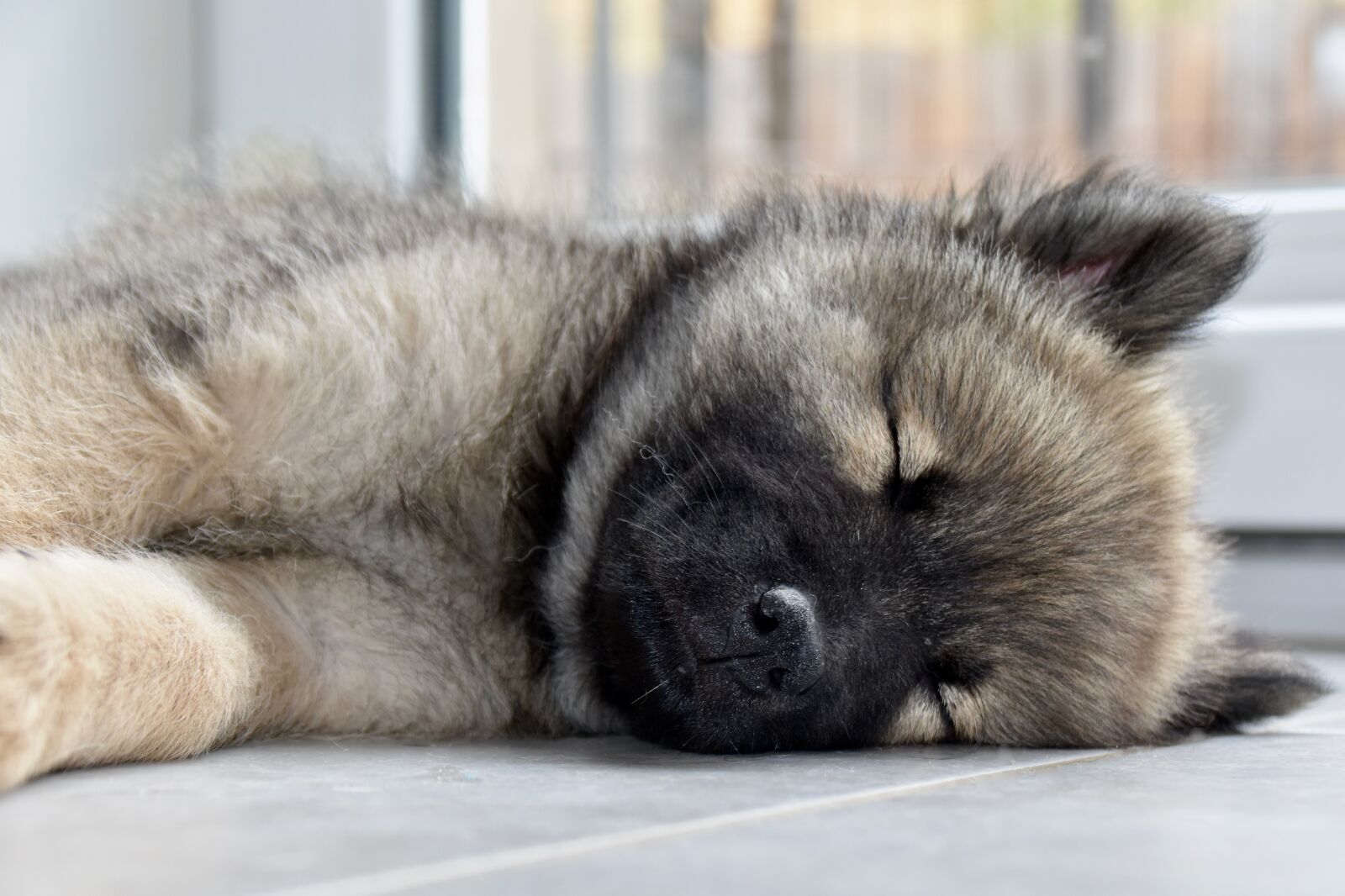 Nikon D5600 sample photo. Eurasier, puppy, sleeping photography