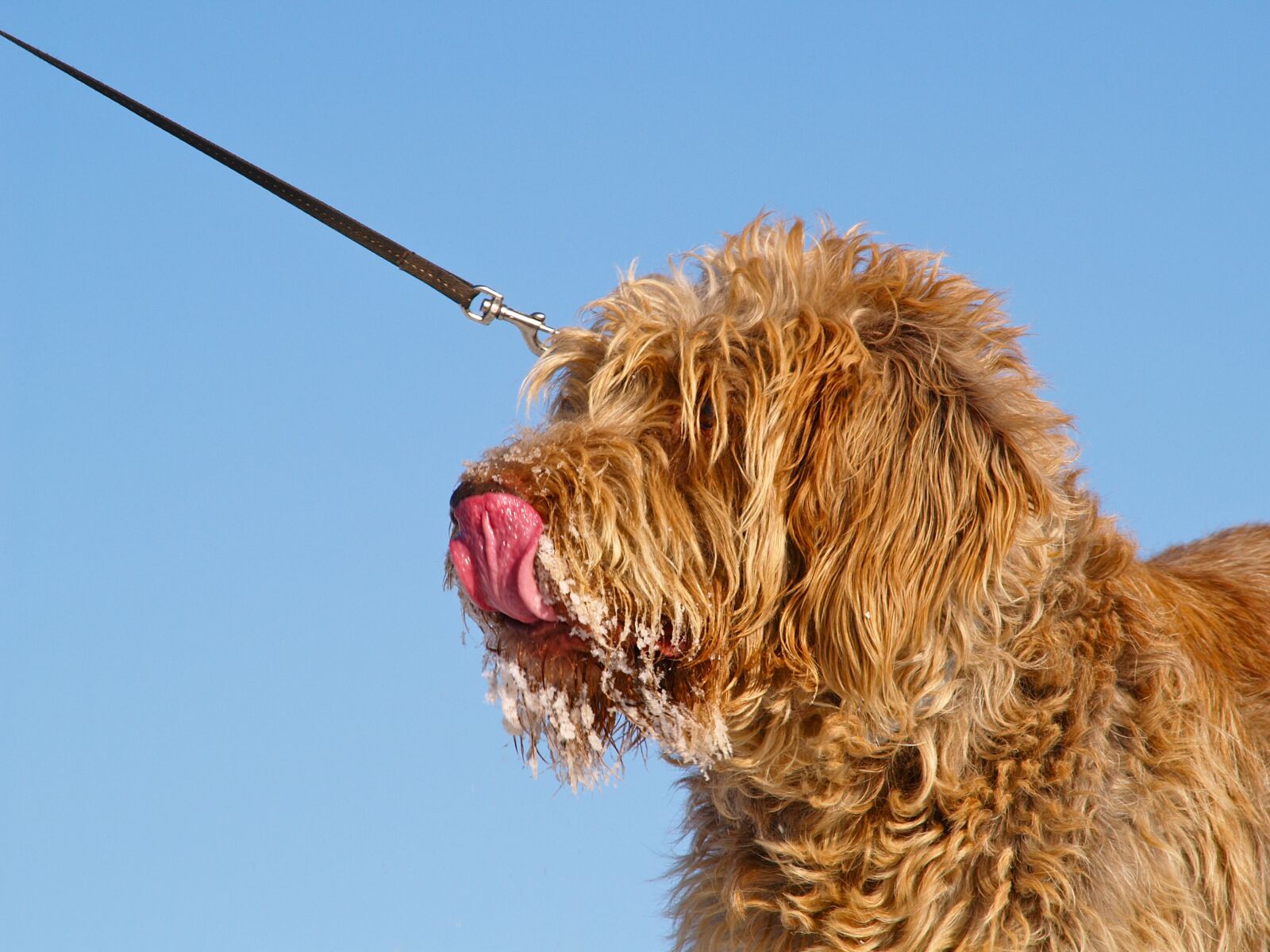 Olympus E-500 (EVOLT E-500) sample photo. Dog, spinone, eating ice photography