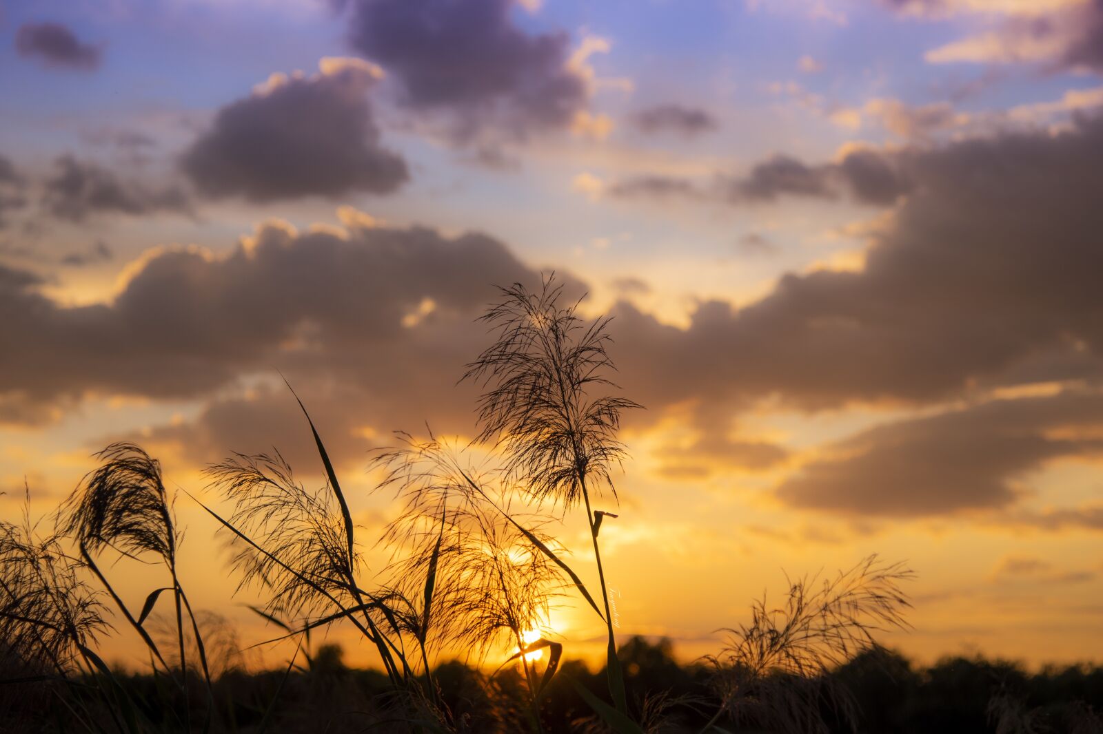 Nikon D750 sample photo. Sunset, grass, plant photography