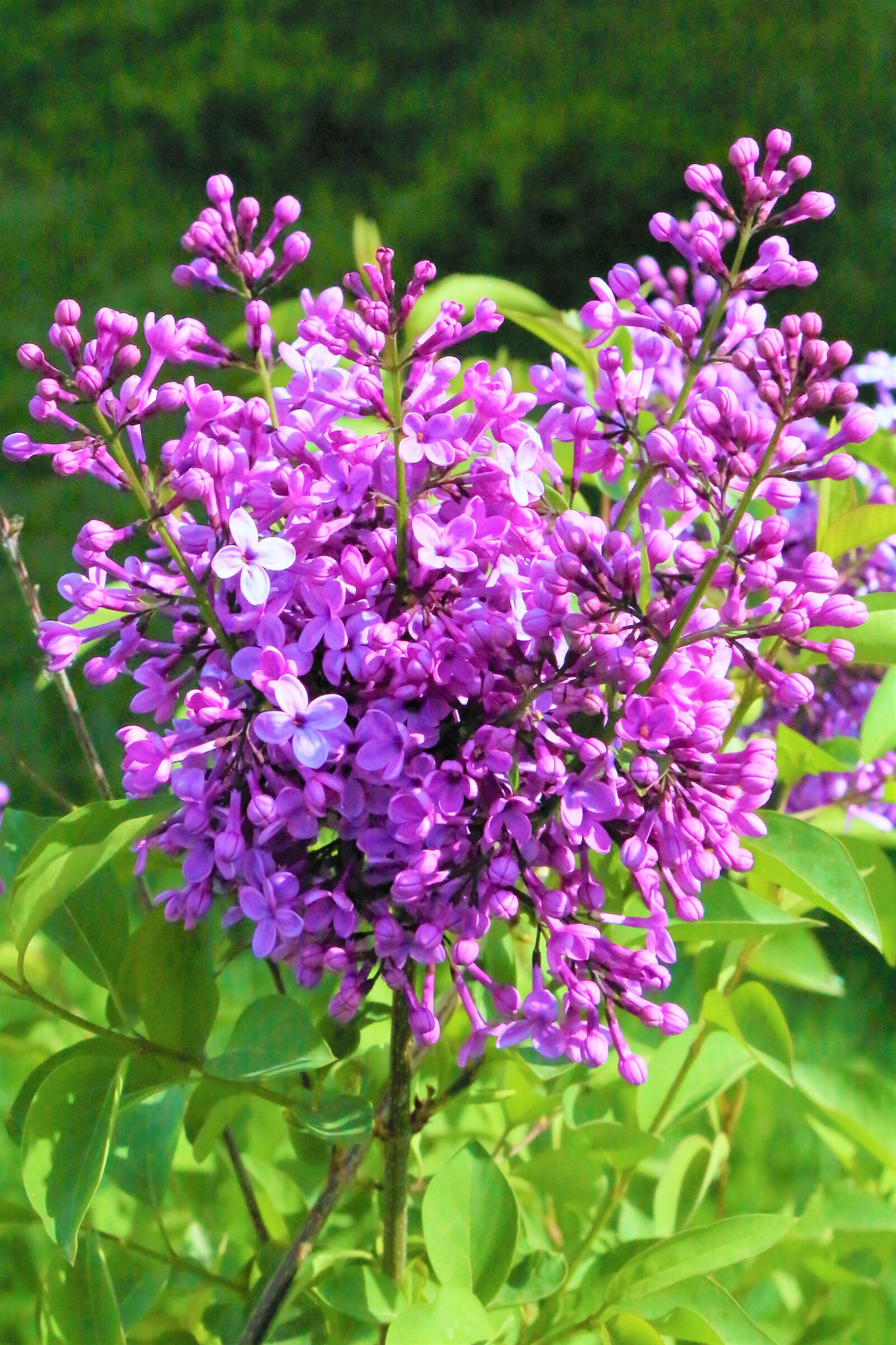 Canon EF 24-105mm F4L IS USM sample photo. Flowers, spring, nature photography