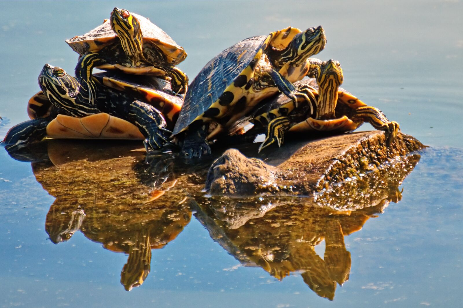 Nikon D5300 sample photo. Turtles, animals, shell photography