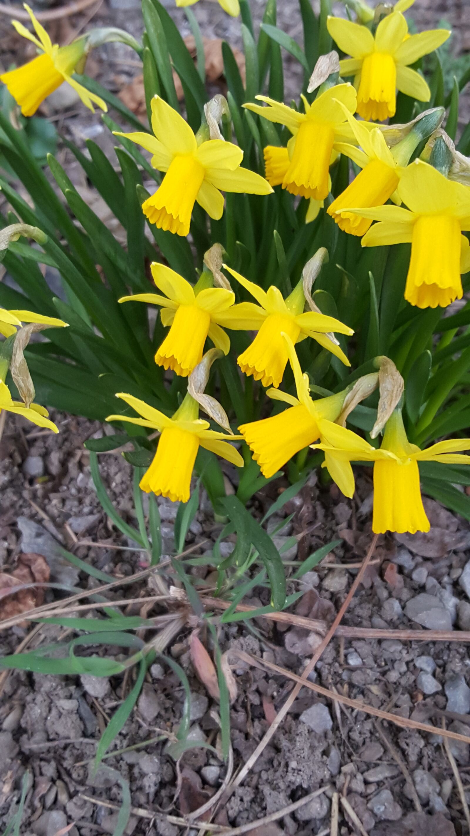 Samsung Galaxy S6 sample photo. Flowers, bloom, garden photography