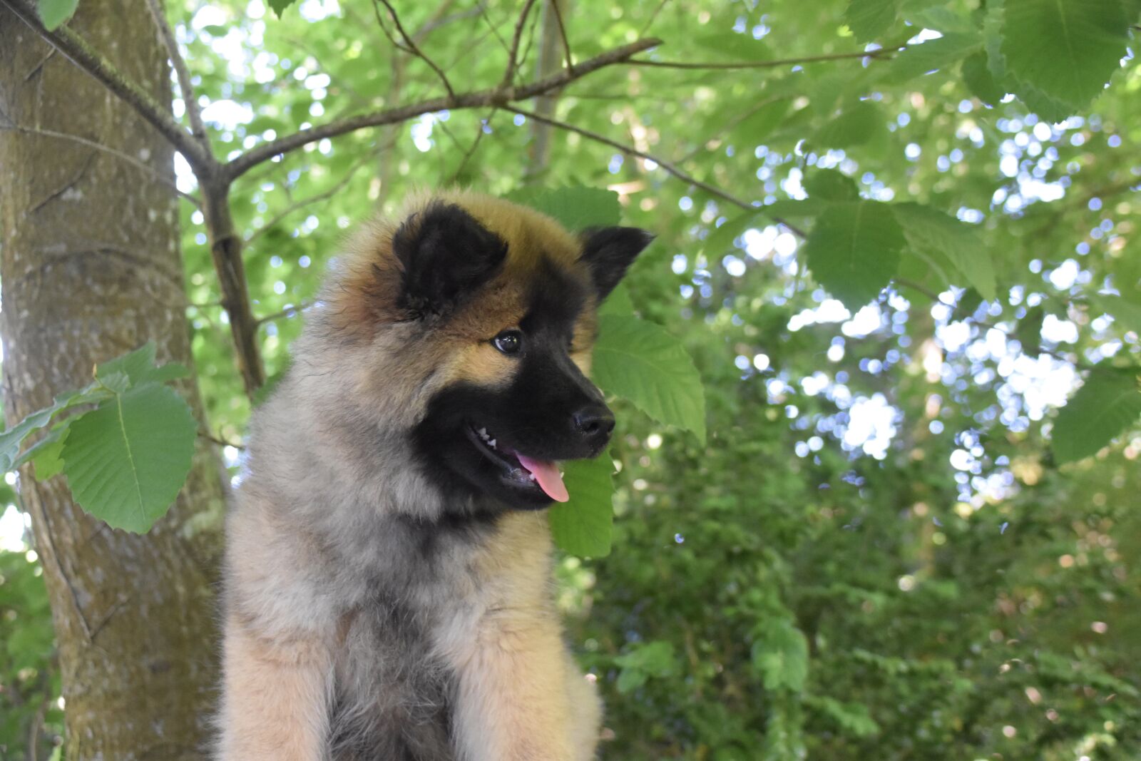 Nikon D5600 sample photo. Dog, pup, portrait of photography