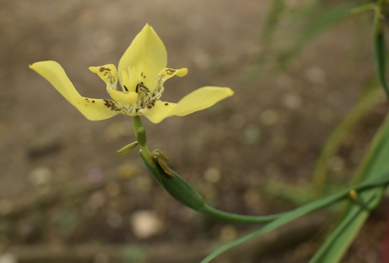 Nikon D5300 sample photo. Colombia, flowers, petals photography