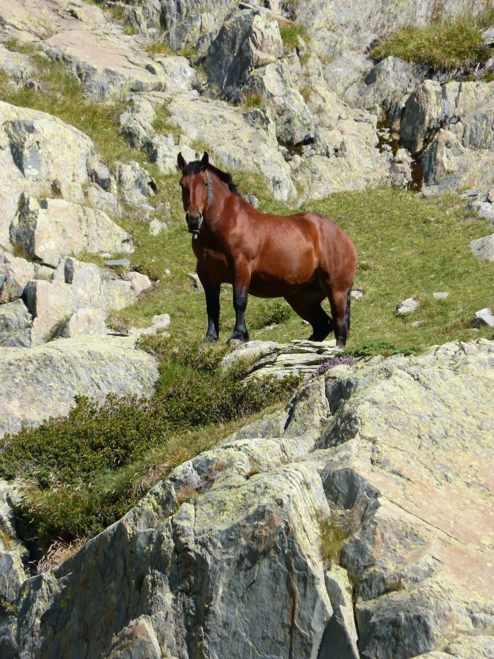 Panasonic DMC-FZ62 sample photo. Horse, rocks, pyrenees photography