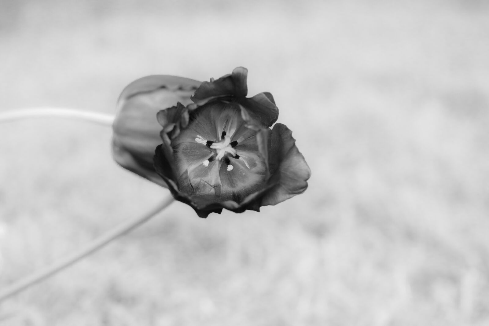 Canon EOS R sample photo. Flower, tulip, close up photography