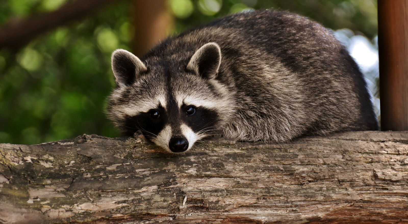 Nikon D7200 sample photo. Raccoon, wild animal, furry photography