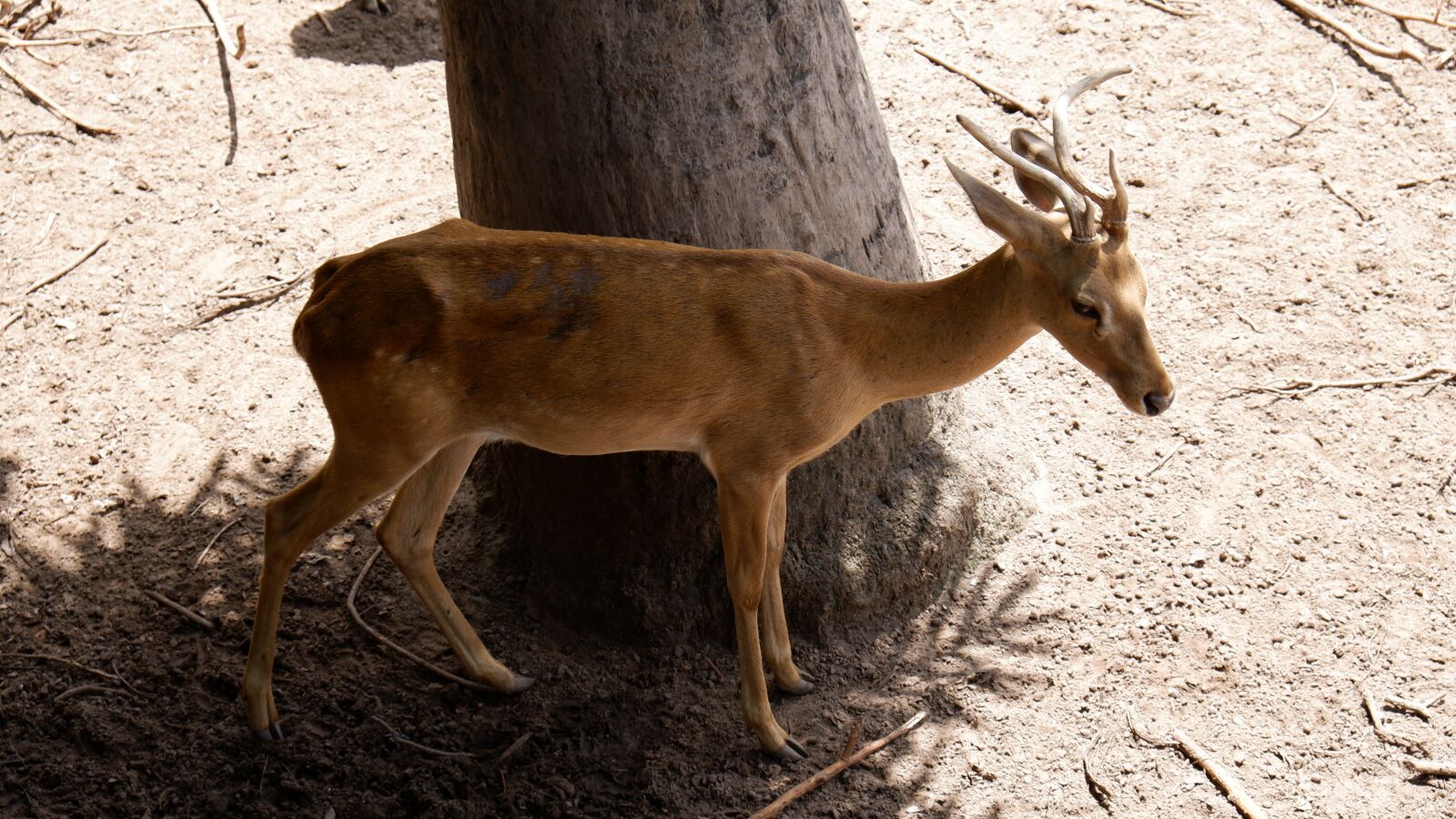 Fujifilm X-T200 sample photo. Deer, wildlife, zoo photography