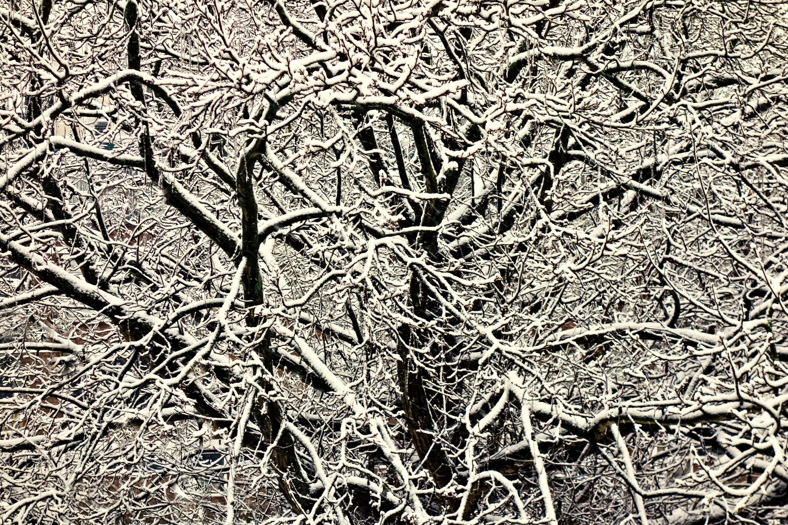 Sony Cyber-shot DSC-RX100 sample photo. Tree top, branch, snow photography