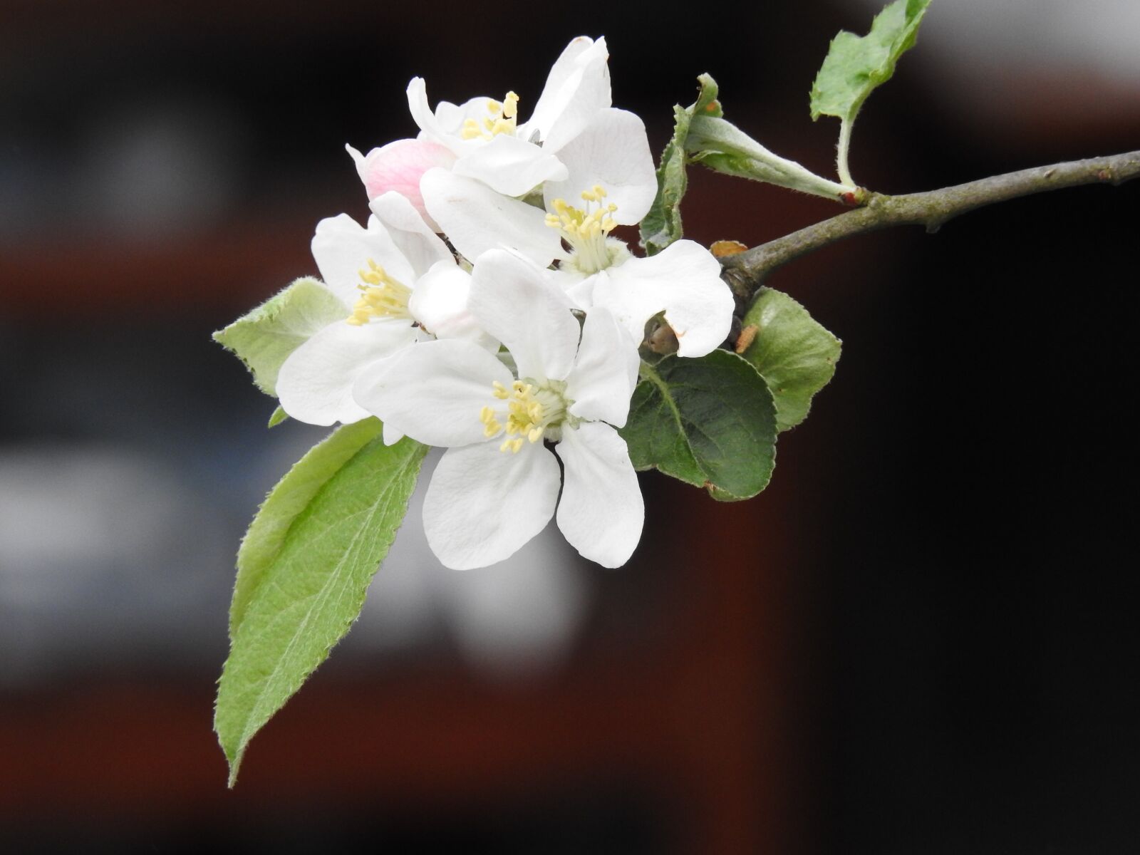 Nikon Coolpix P900 sample photo. Flower, nature, plant photography