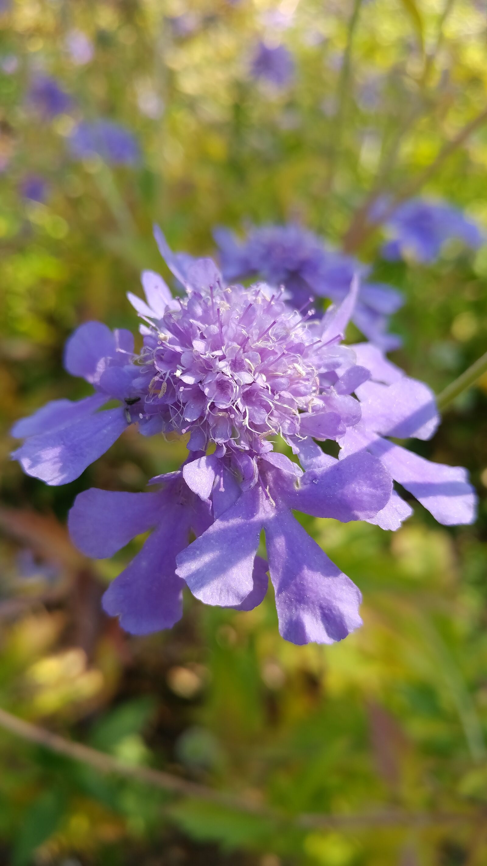LG G5 sample photo. Flowers, nature, autumn photography