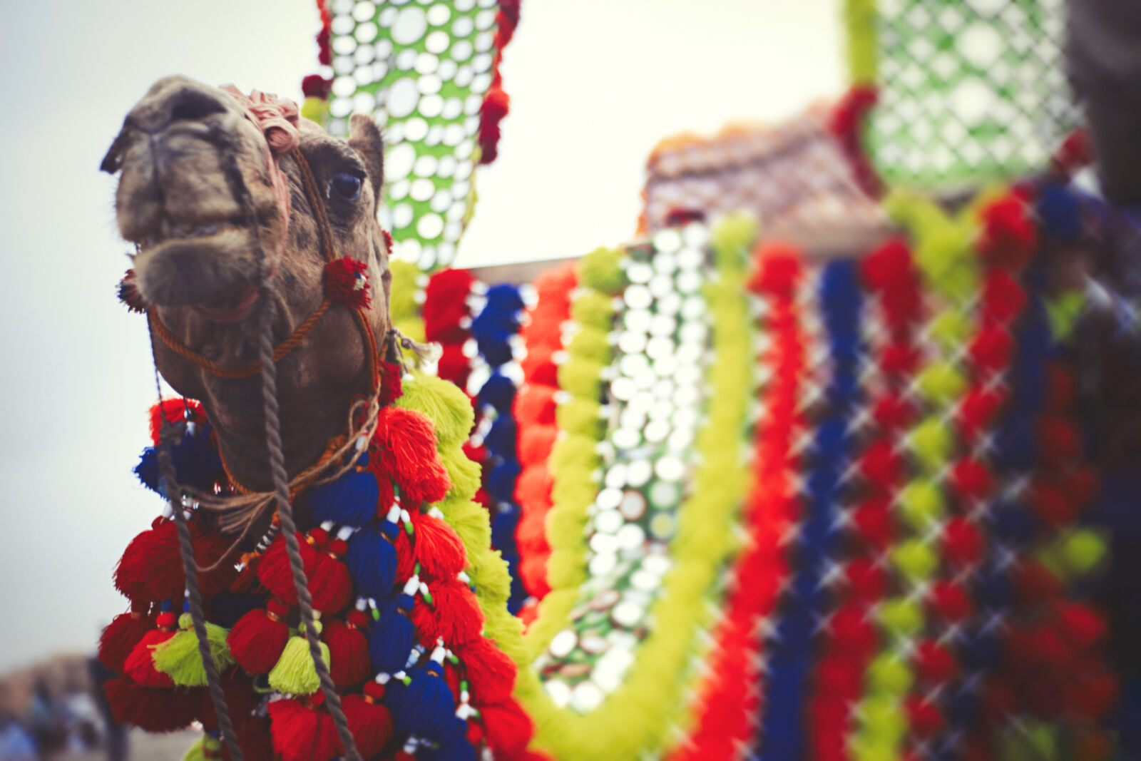 Canon EOS 6D sample photo. Camel, landscape, colourful, animal photography