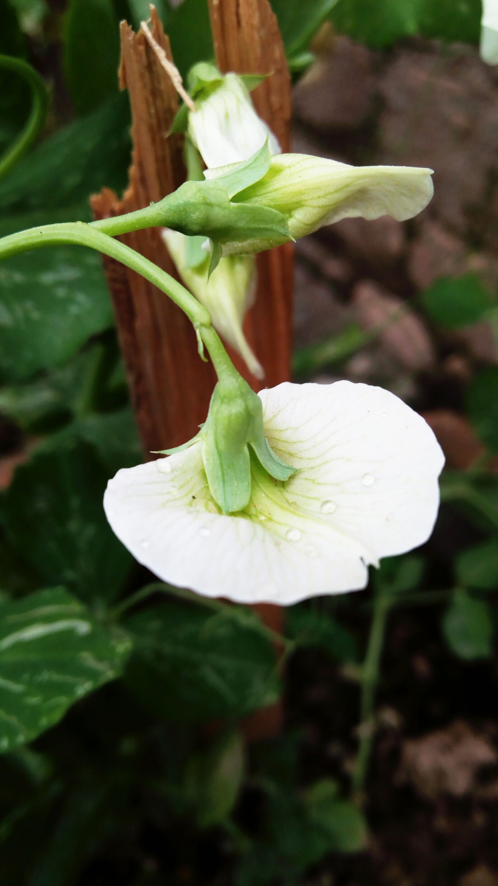 Infinix HOT 4 sample photo. Nature, photography, love photography
