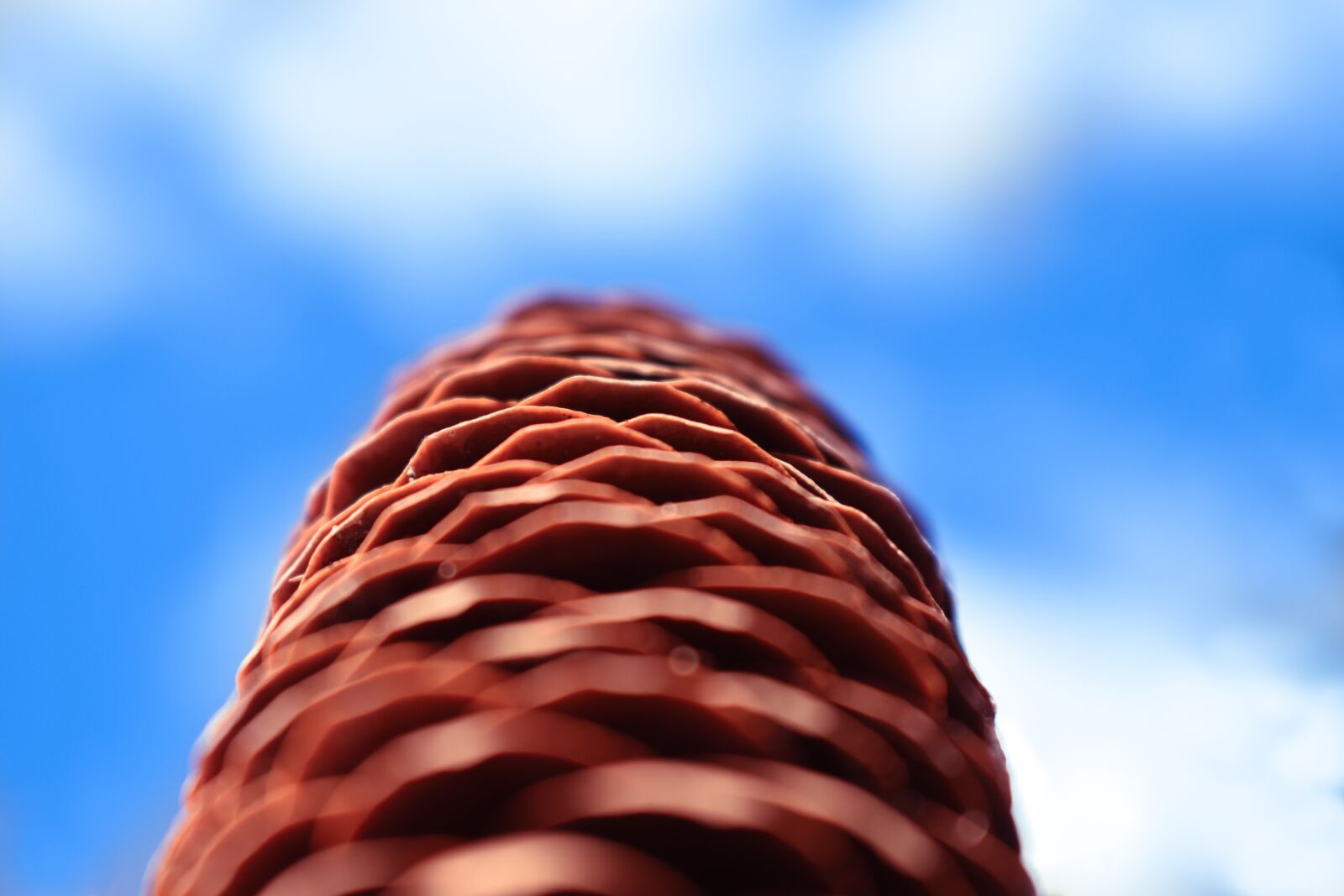 Nikon D5600 sample photo. Pine cone, macro, blue photography