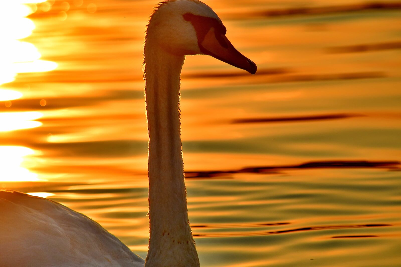 Nikon D5500 sample photo. Beautiful photo, close-up, head photography
