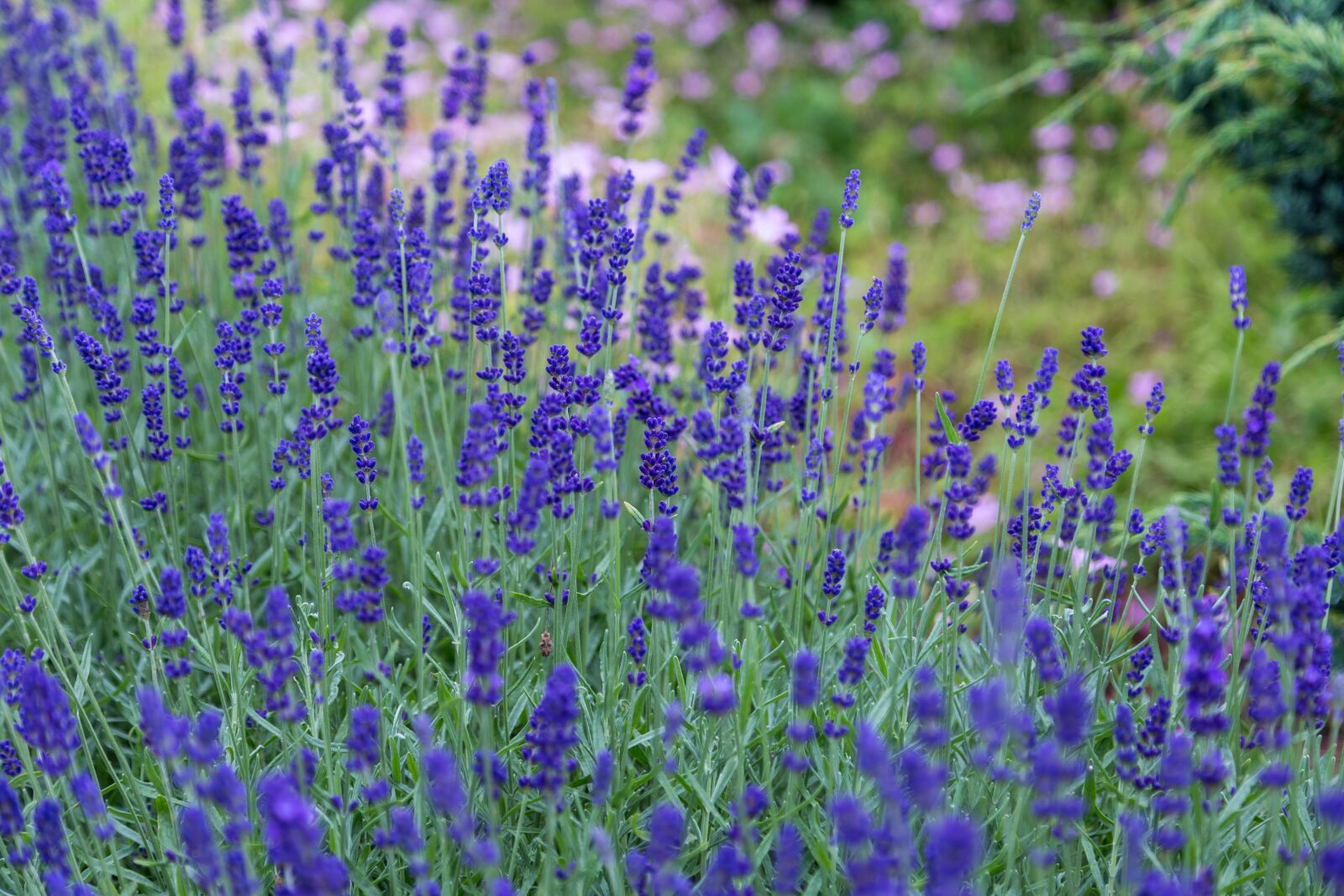 Canon EOS 6D + Canon EF 24-105mm F4L IS USM sample photo. Bloom, blossom, field photography