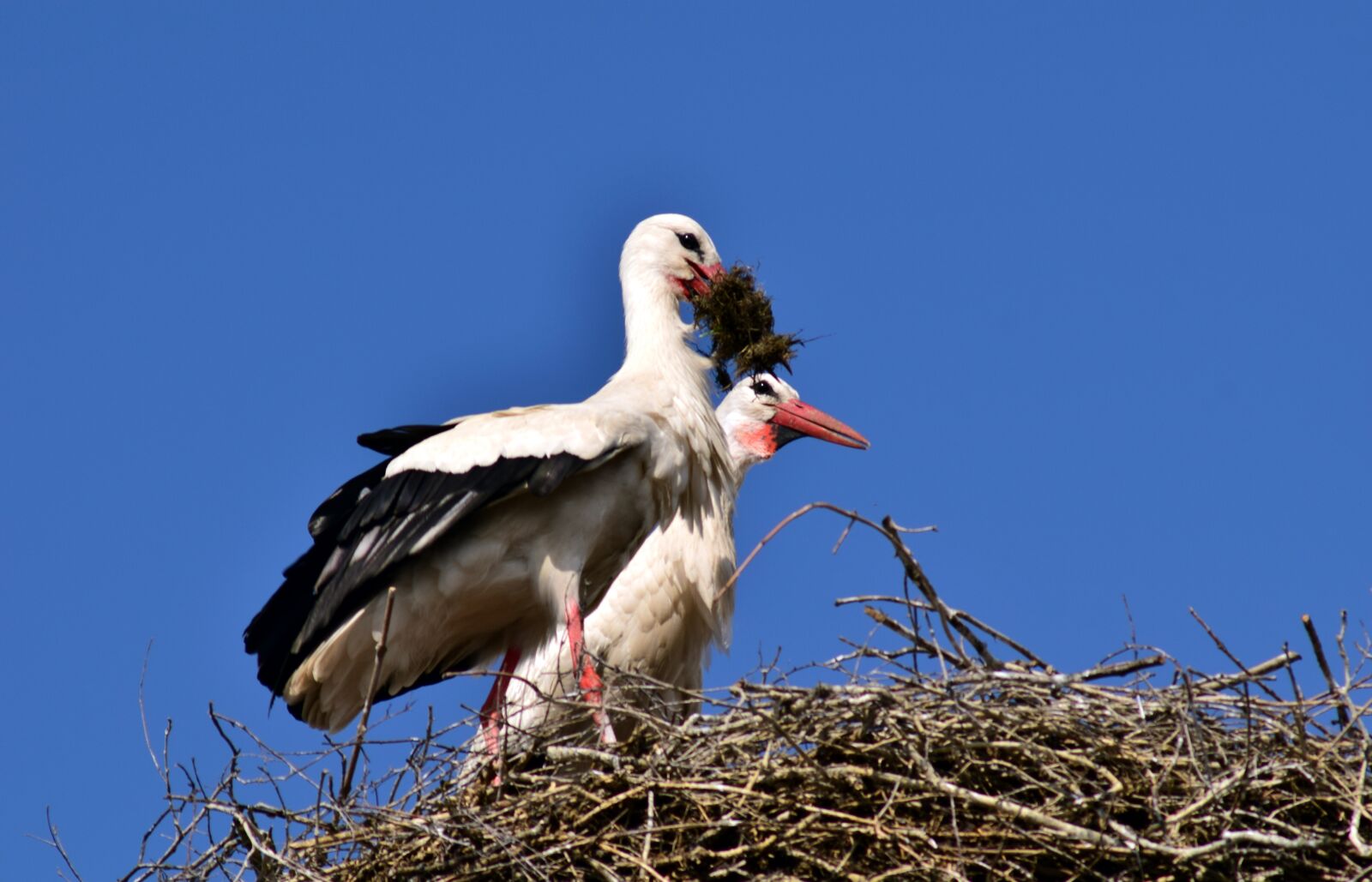 Nikon D3300 sample photo. Stork, nest, bird photography