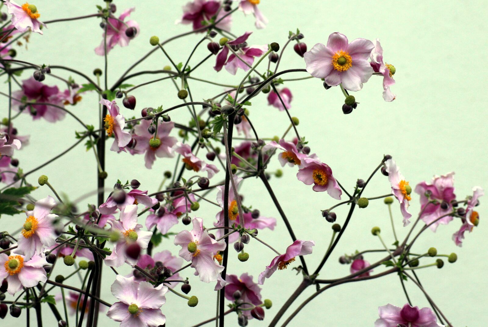 Canon EOS 1200D (EOS Rebel T5 / EOS Kiss X70 / EOS Hi) sample photo. Japanese anemone, anemone, flowers photography