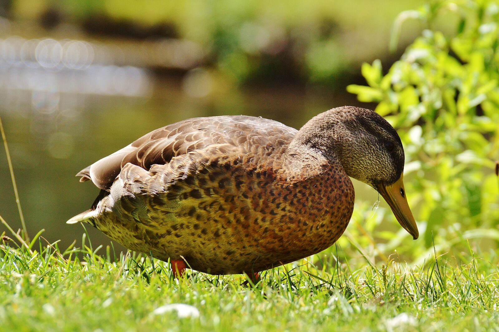 Nikon D3200 sample photo. Duck, water bird, poultry photography