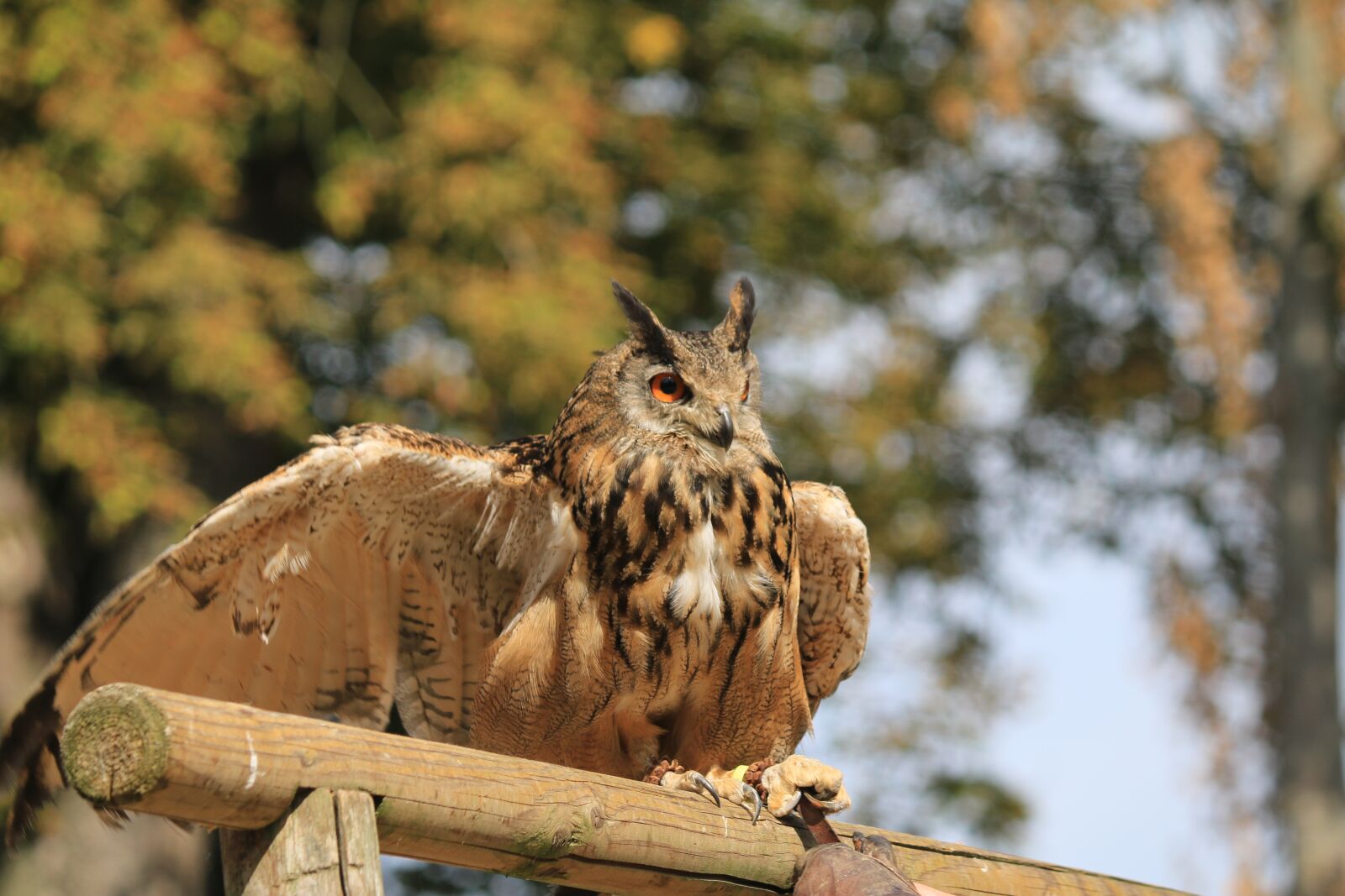 Canon EOS 70D sample photo. Owl, bird, raptor photography