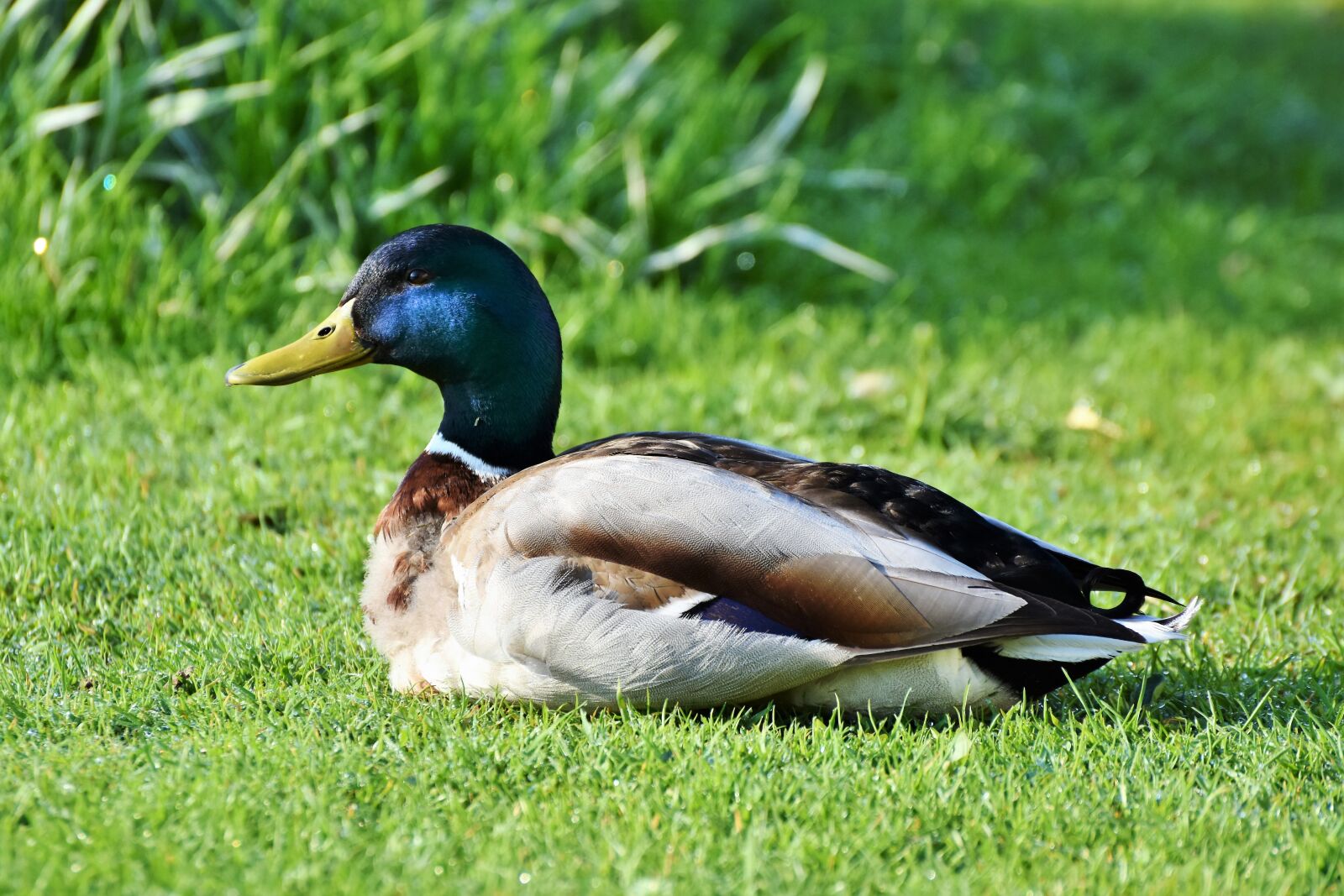 Nikon D7200 sample photo. Duck, duck head, mallard photography