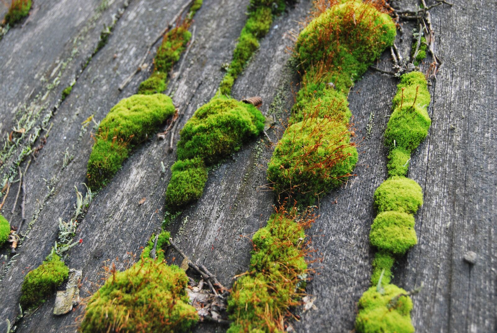 Nikon D60 sample photo. Forest, moss, tree photography
