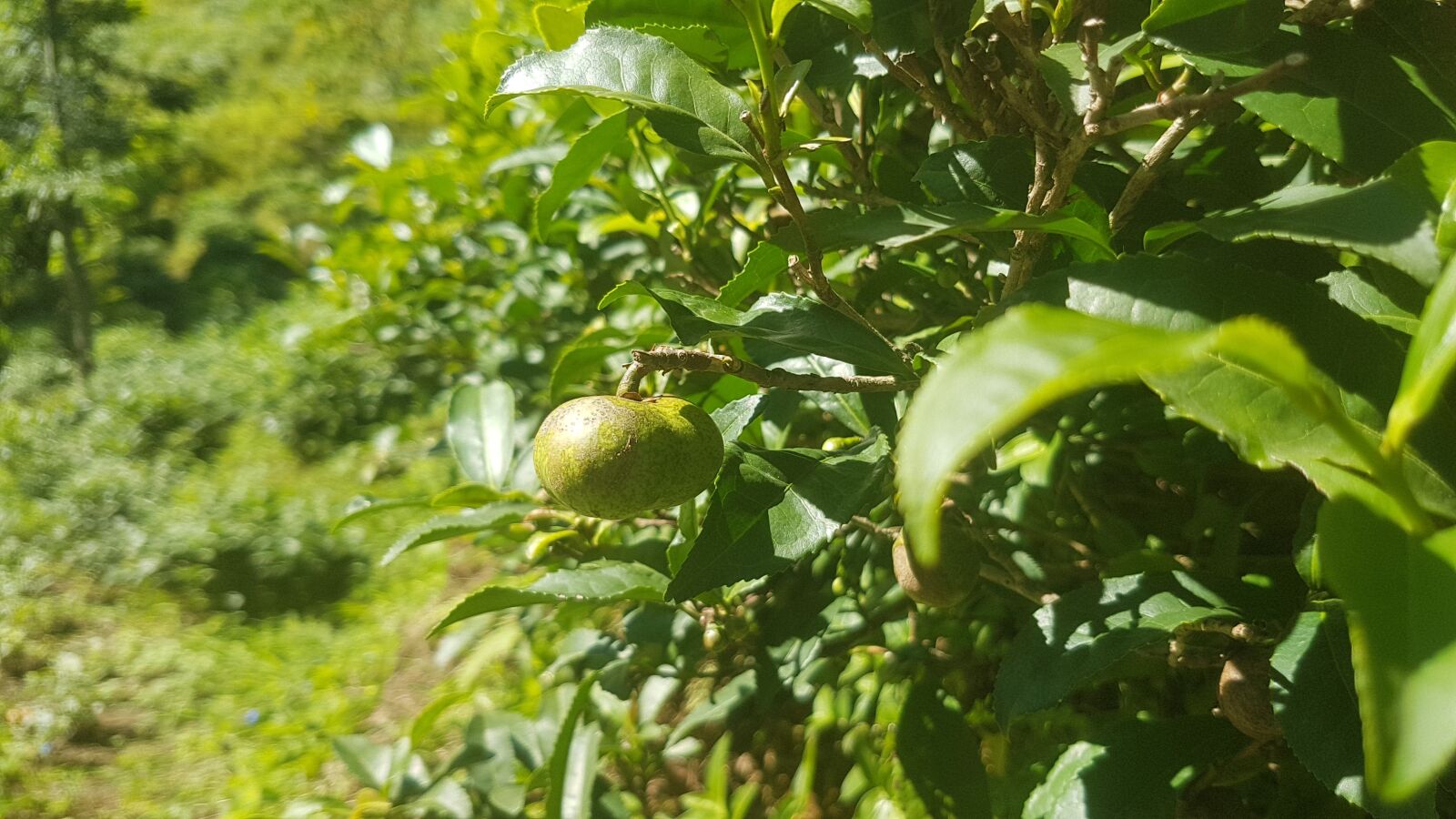 Samsung Galaxy S7 Edge sample photo. Tea, bud, rize photography