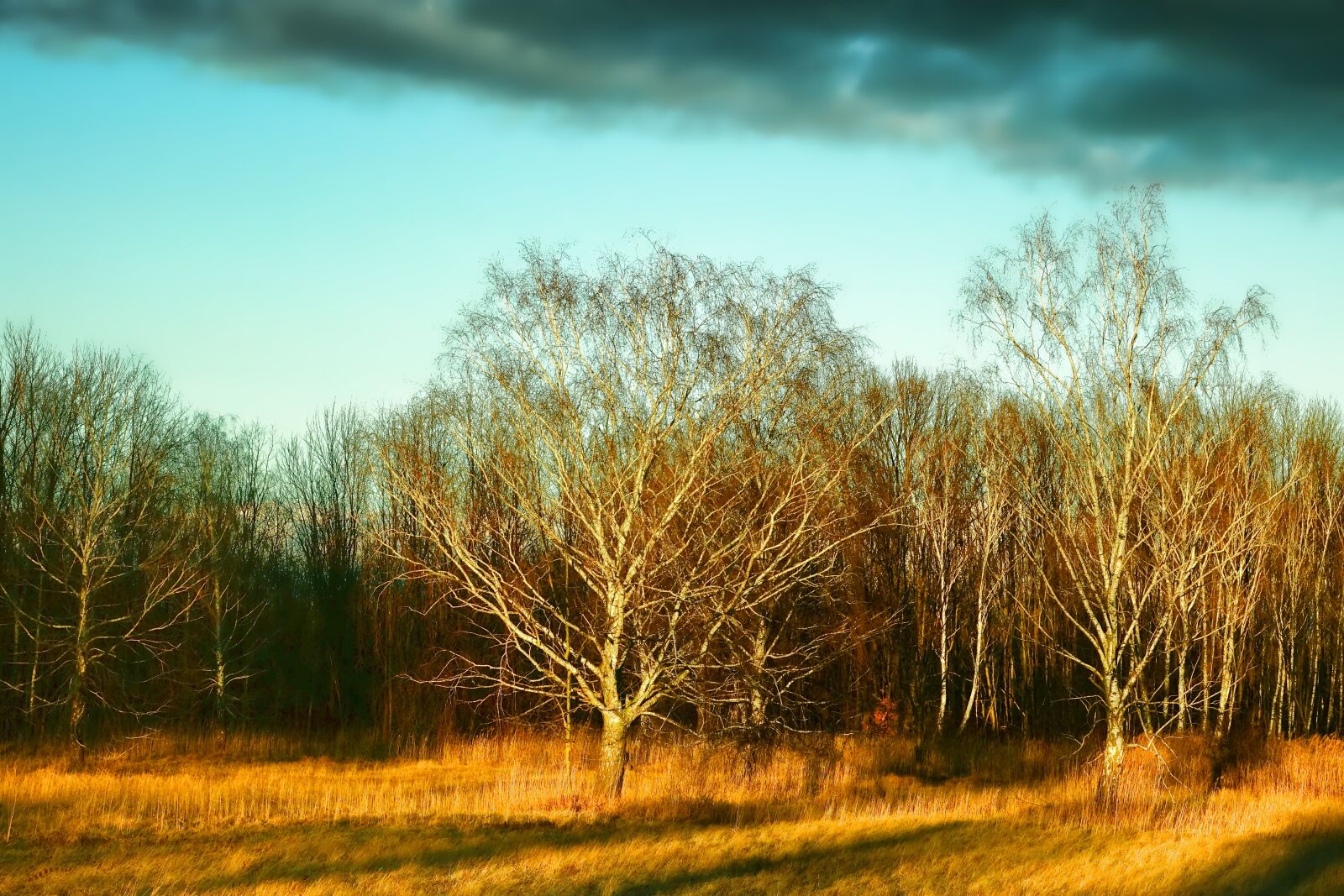 Sony Cyber-shot DSC-RX10 III sample photo. Tree, landscape, nature photography