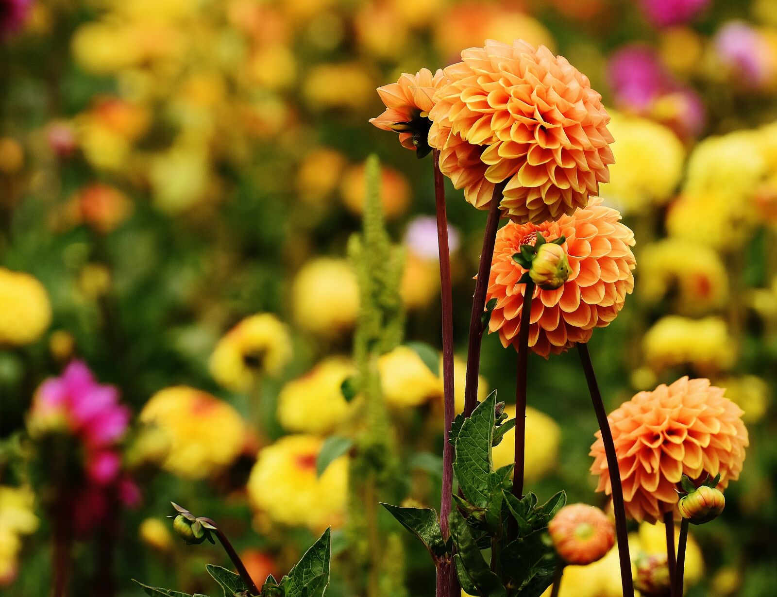 Nikon D7200 sample photo. Dahlia, dahlias, autumn photography