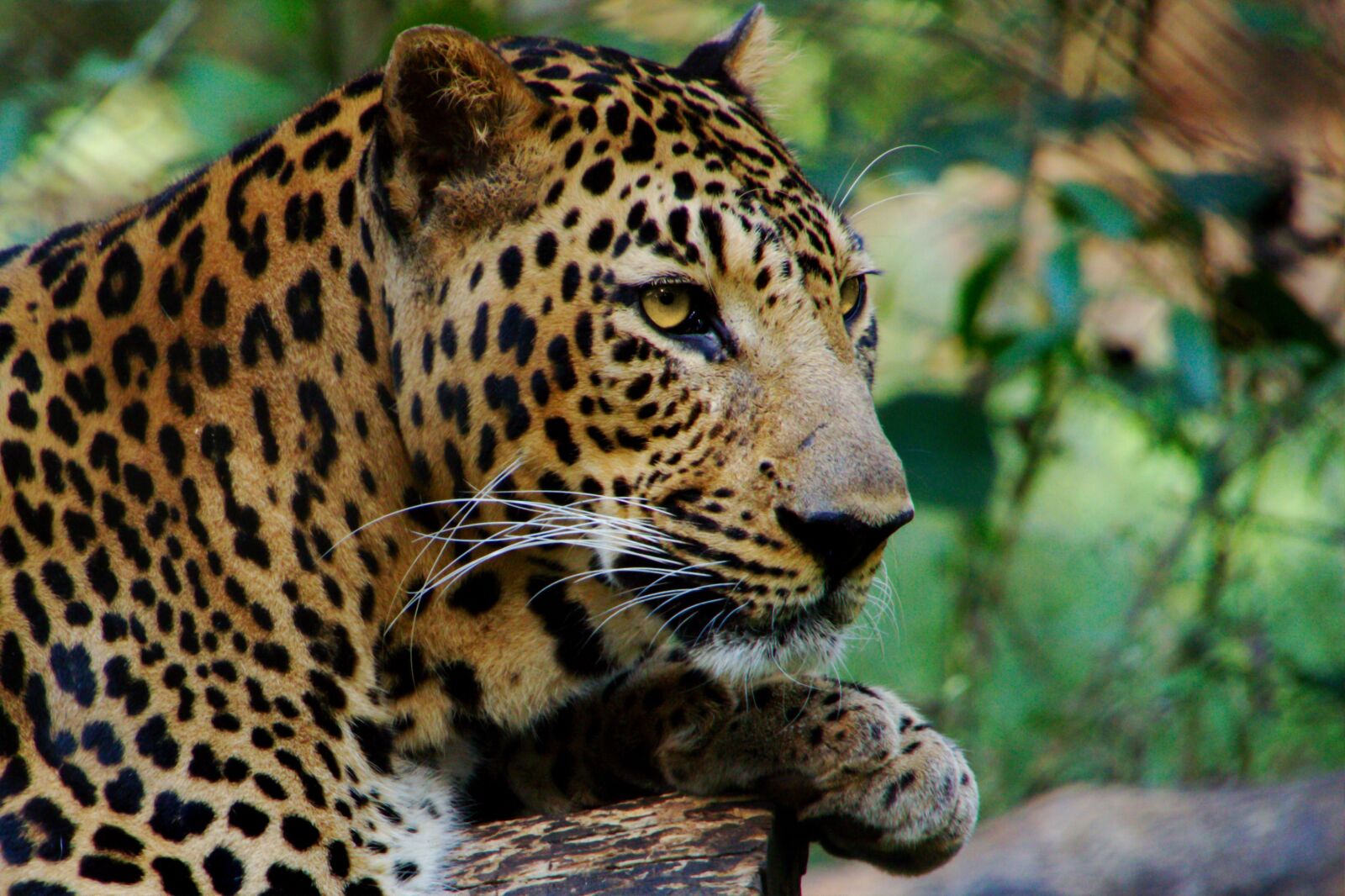 Canon EOS 7D sample photo. Wild, animal, leopard photography